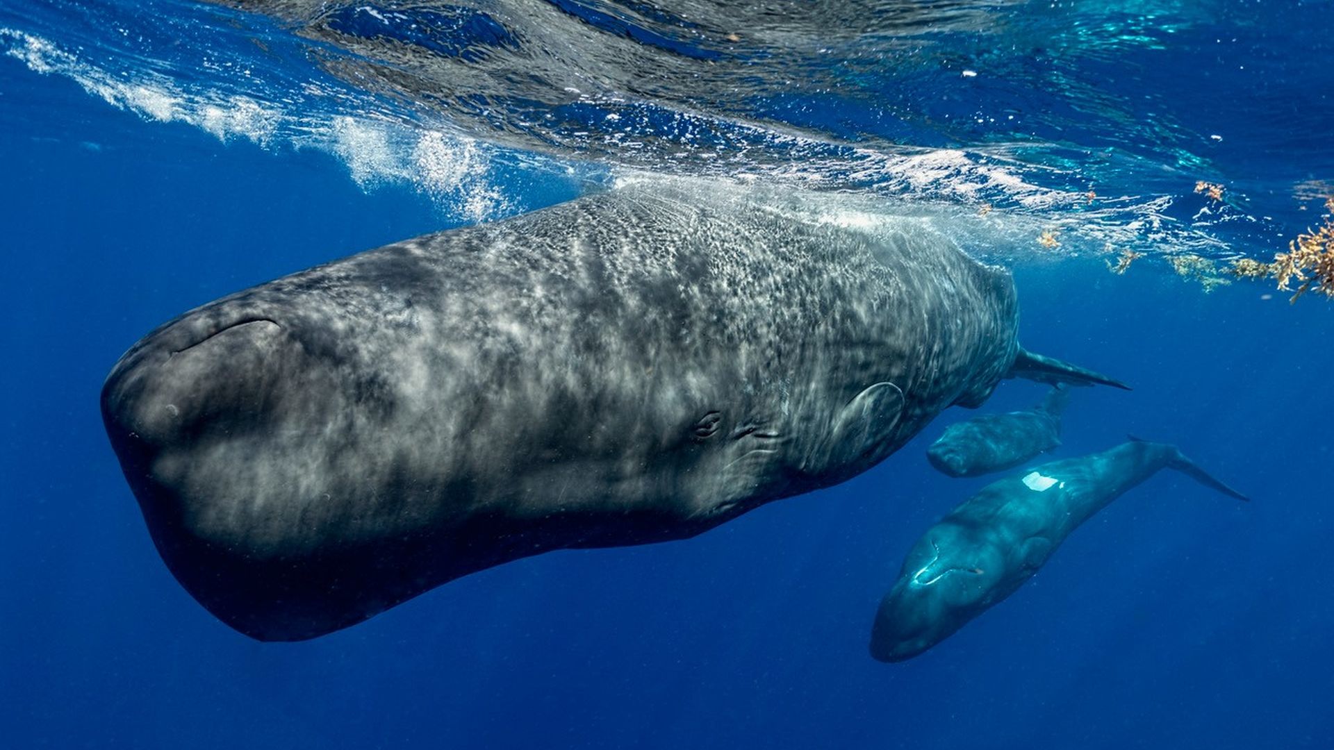 Two sperm whales swimming