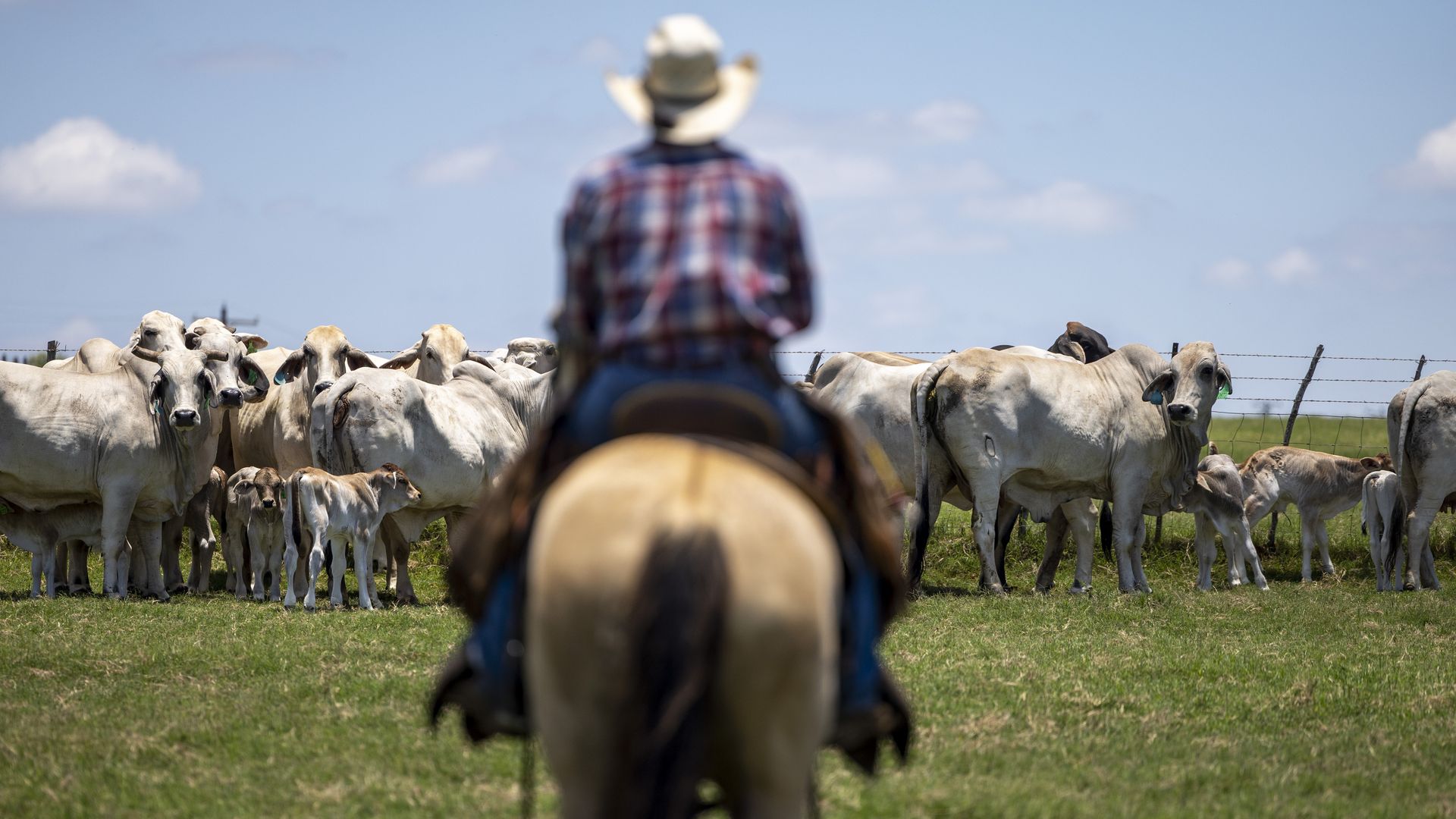 A Frio County ranch landscape features a herd of cattle in focus, with a blurred cowboy in front of the herd wearing a plaid shirt and a cowboy hat and sitting on a horse overseeing the cattle.