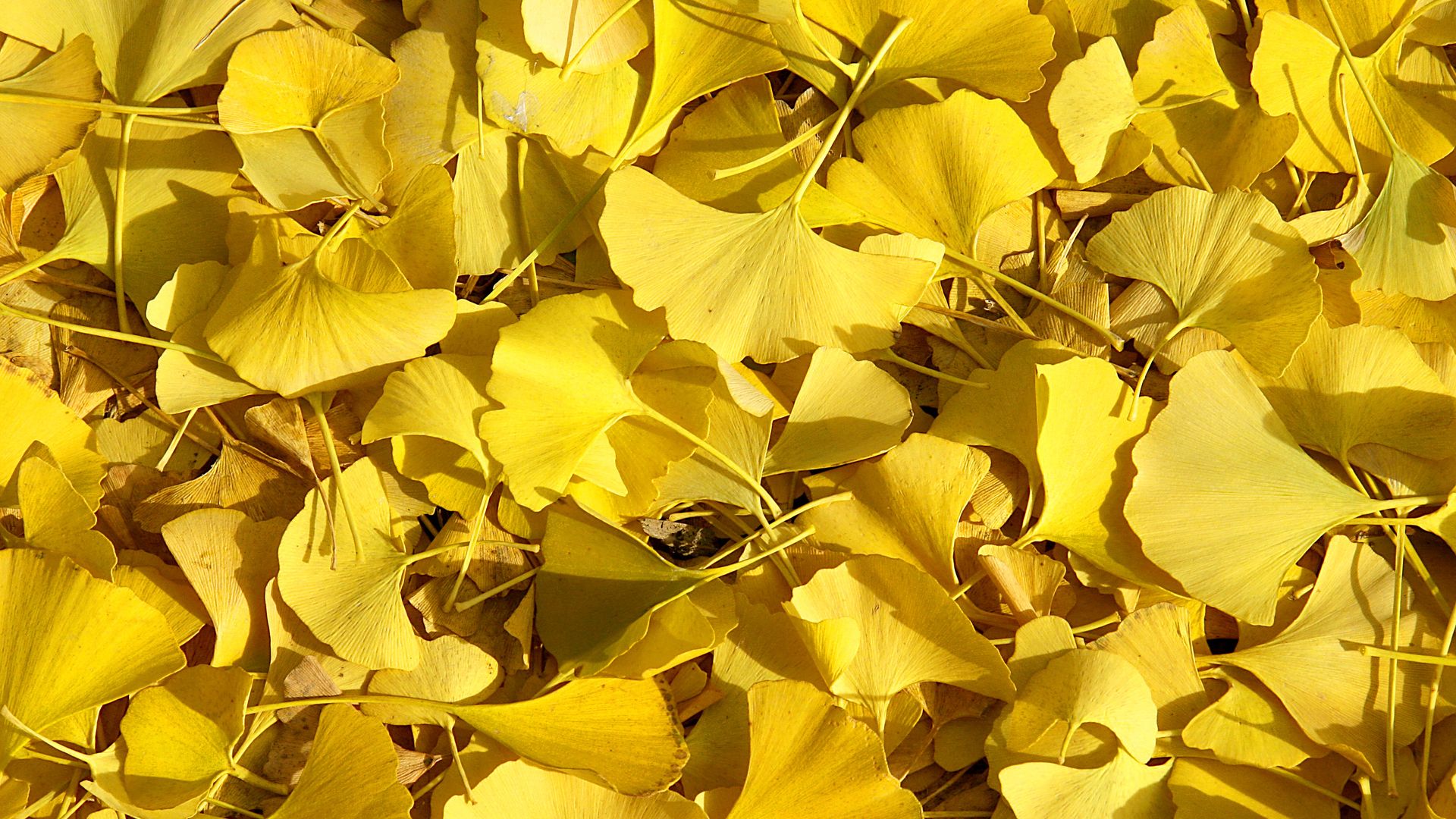 Pile of bright yellow ginkgo leaves with fan-shaped blades and slender stems, scattered closely together on the ground in sunlight.