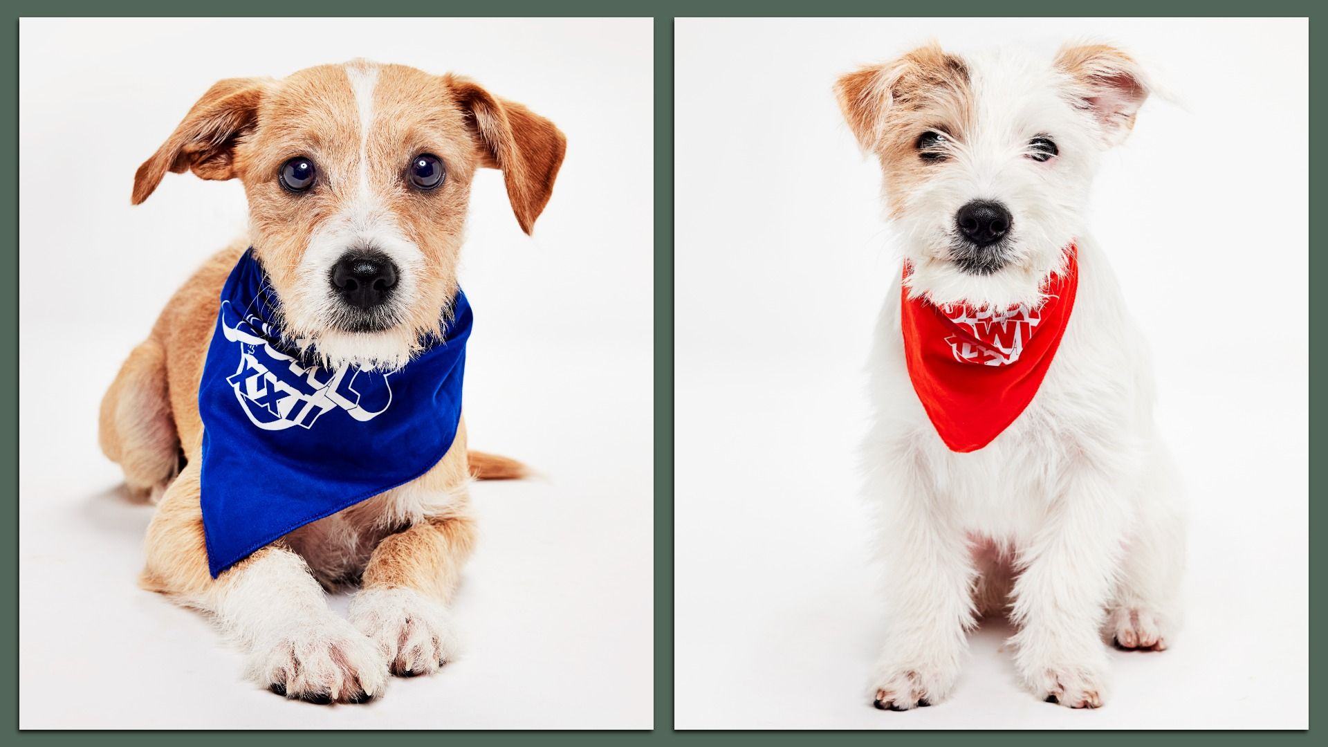 Two small dogs facing forward on a white background. The left dog is brown and white, wearing a blue bandana. The right dog is mostly white with brown patches, wearing a red bandana.