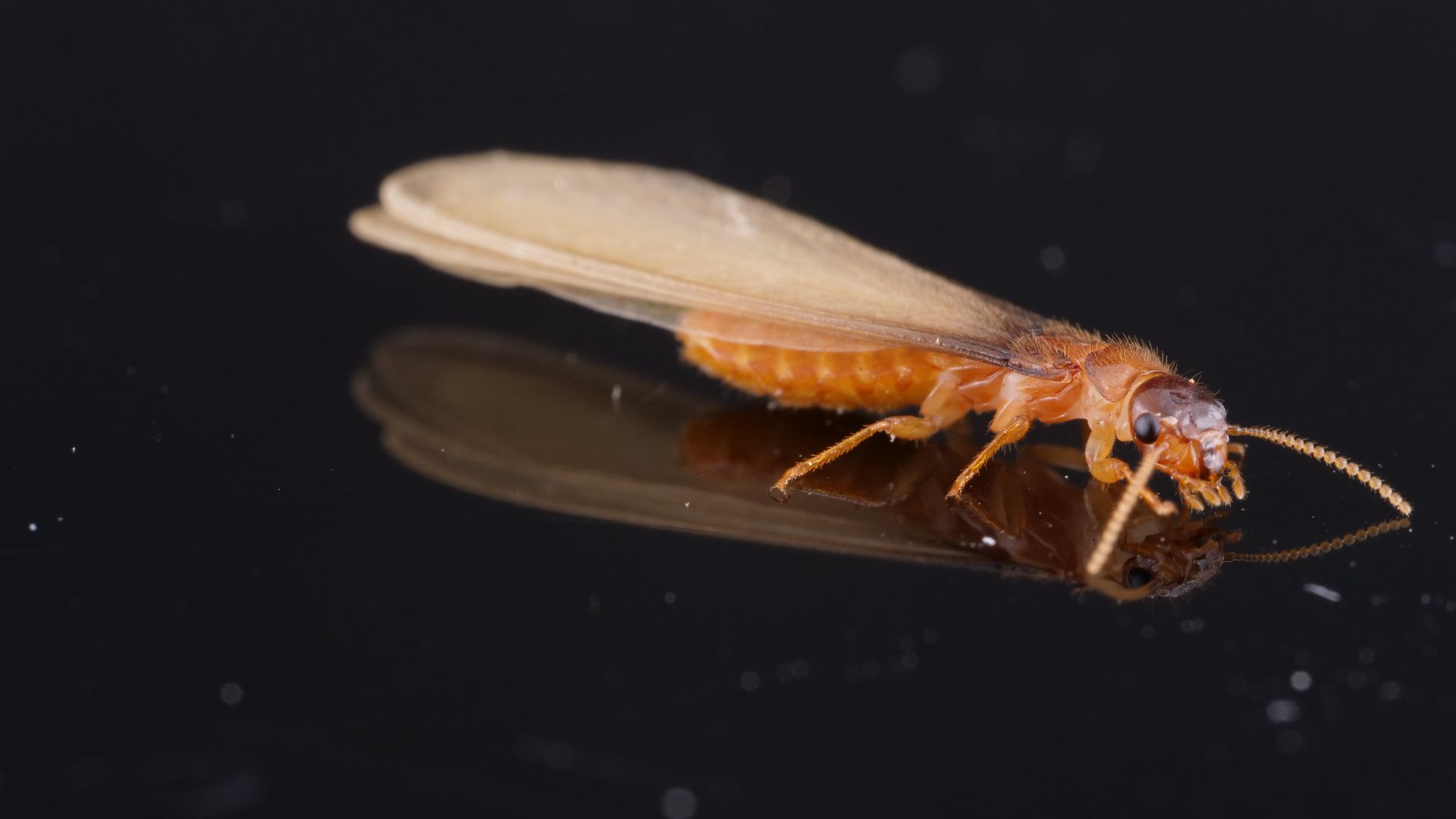 A formosan termite.