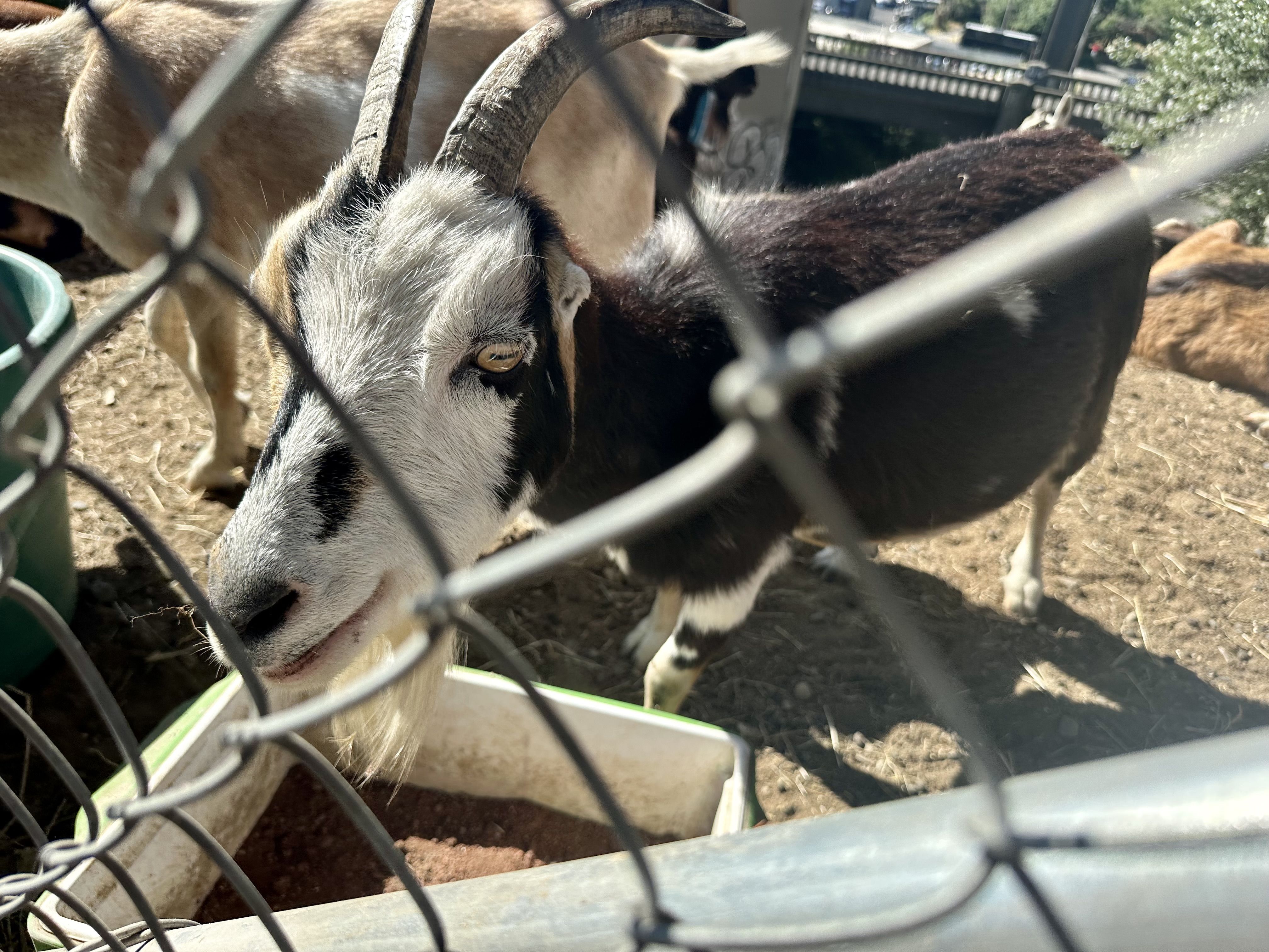 A goat with white, brown and black coloring approaches a chain link fence.
