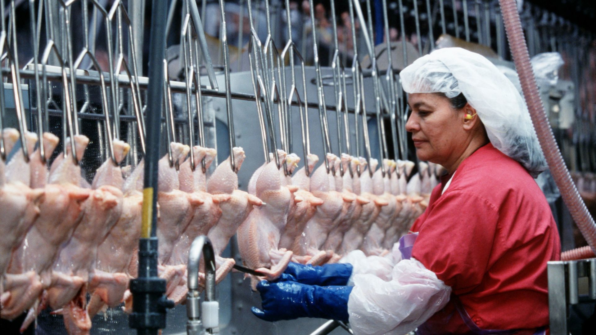 Woman moving poultry along a a conveyer belt in Tyson chicken plant. 