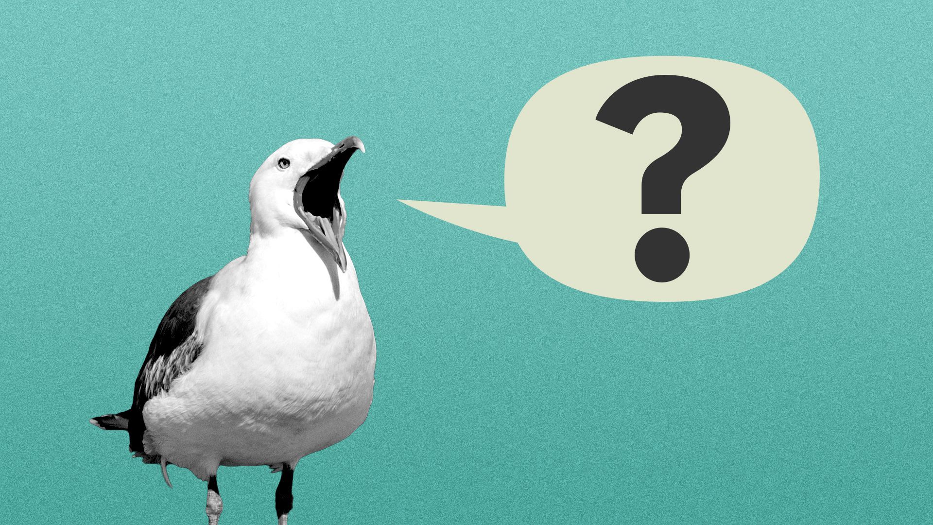 Illustration of a sea gull with a word balloon with a question mark in it coming out of its mouth.
