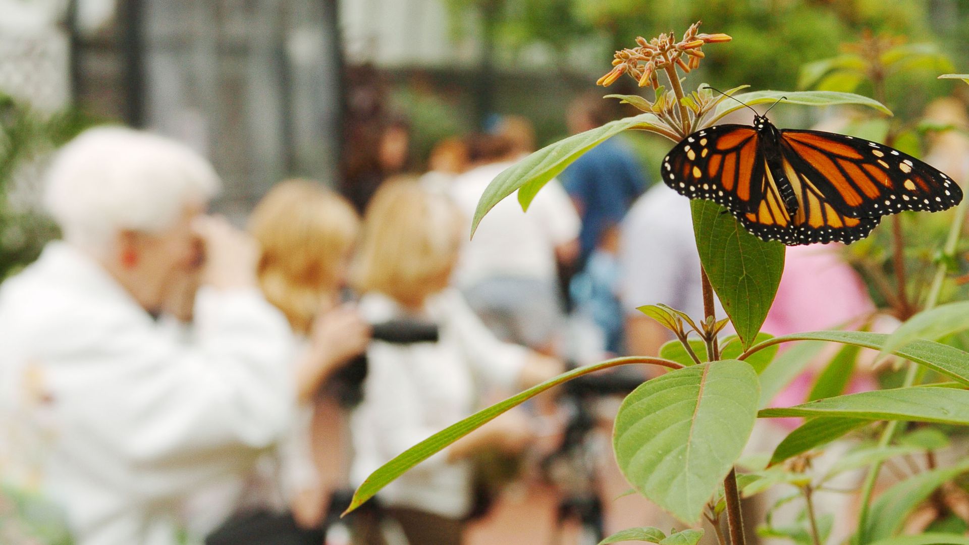 A Monarch butterfly on a plant.