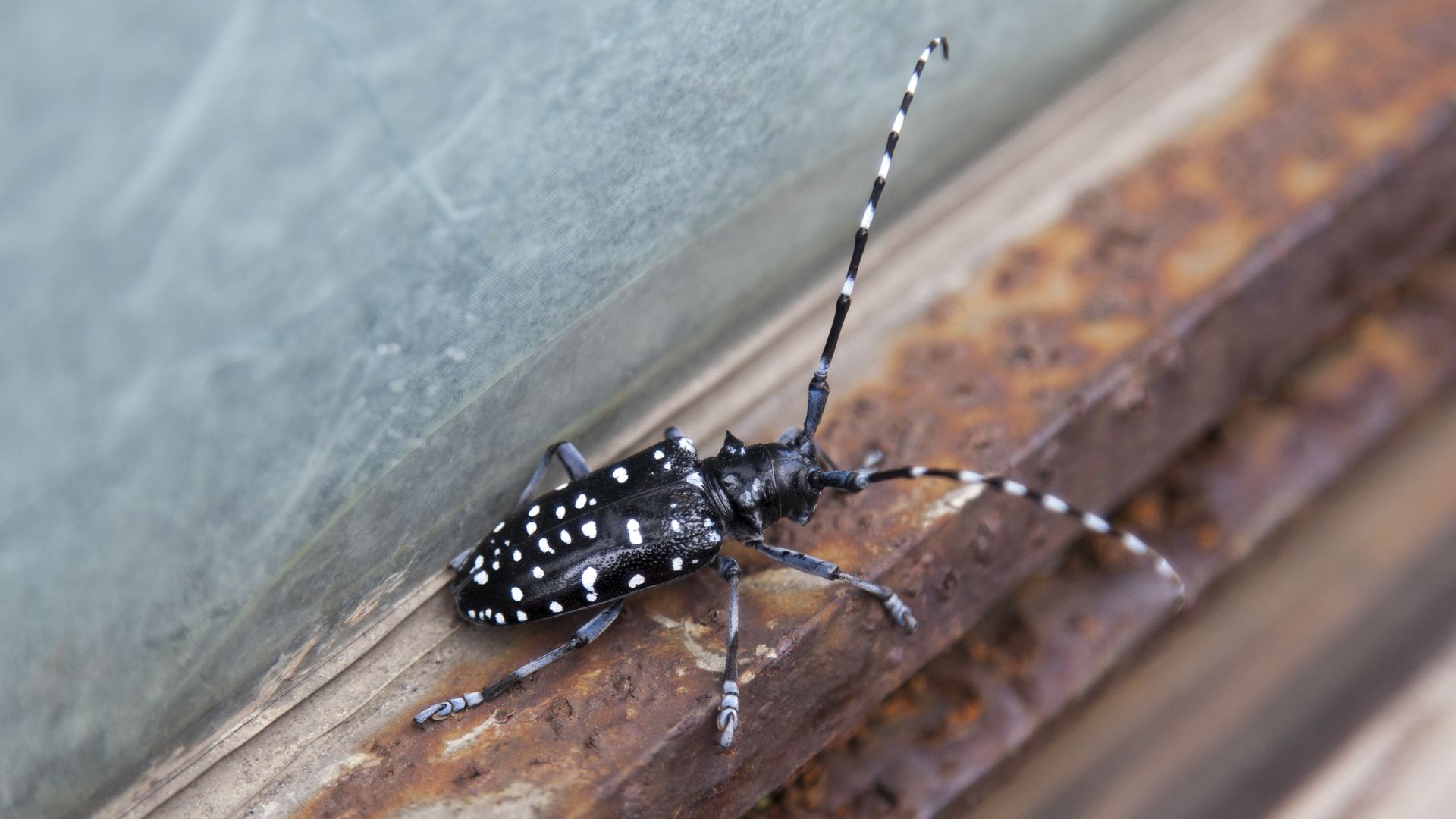 The beetle with its distinctive black body and white spots and long antennae.
