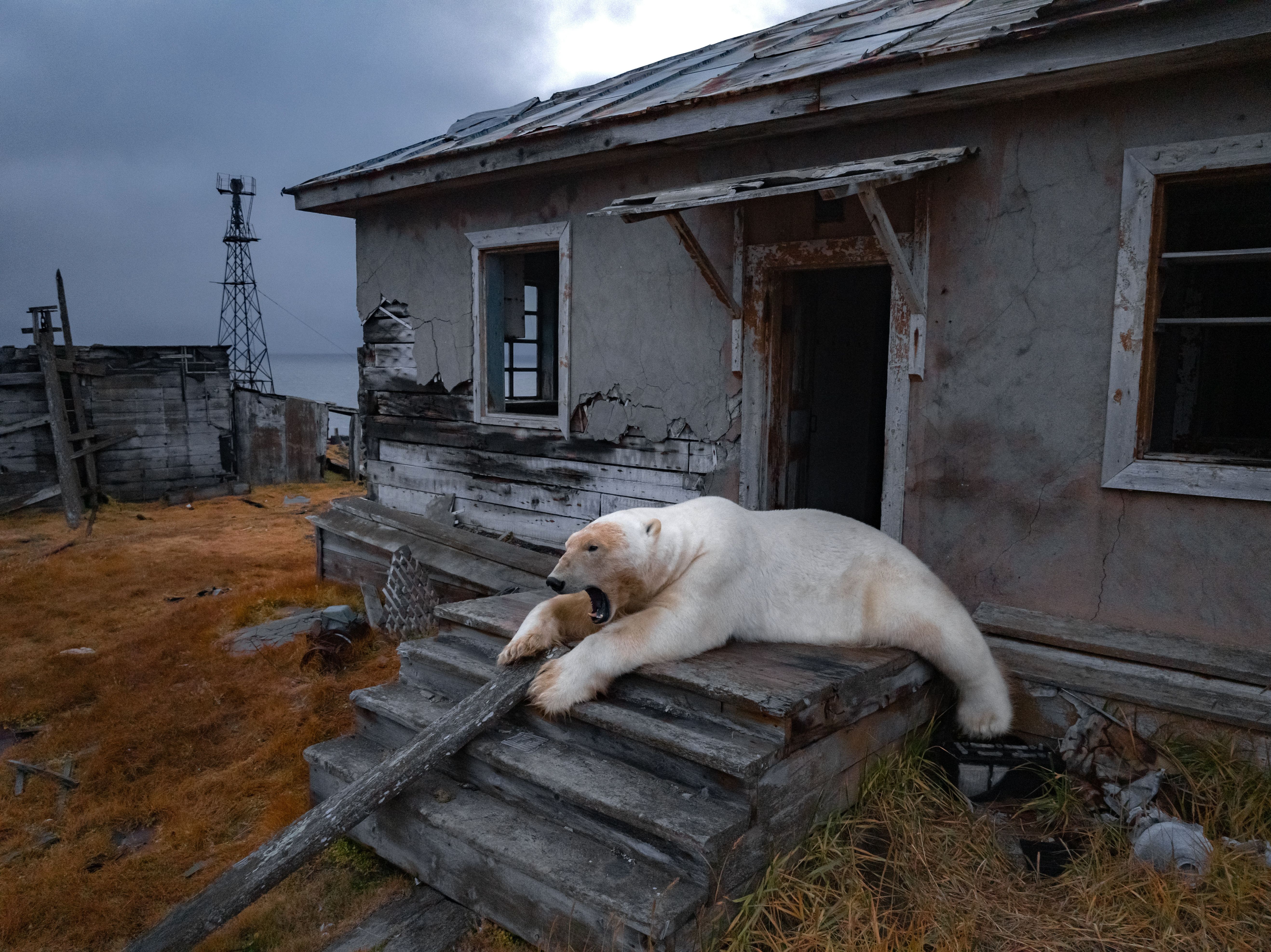 A polar bear is seen at an abandoned research station on Koluchin Island, off Chukotka, Russia, in the country's Far East, on Thursday, Sept. 18, 2025. (AP Photo/Vadim Makhorov)
