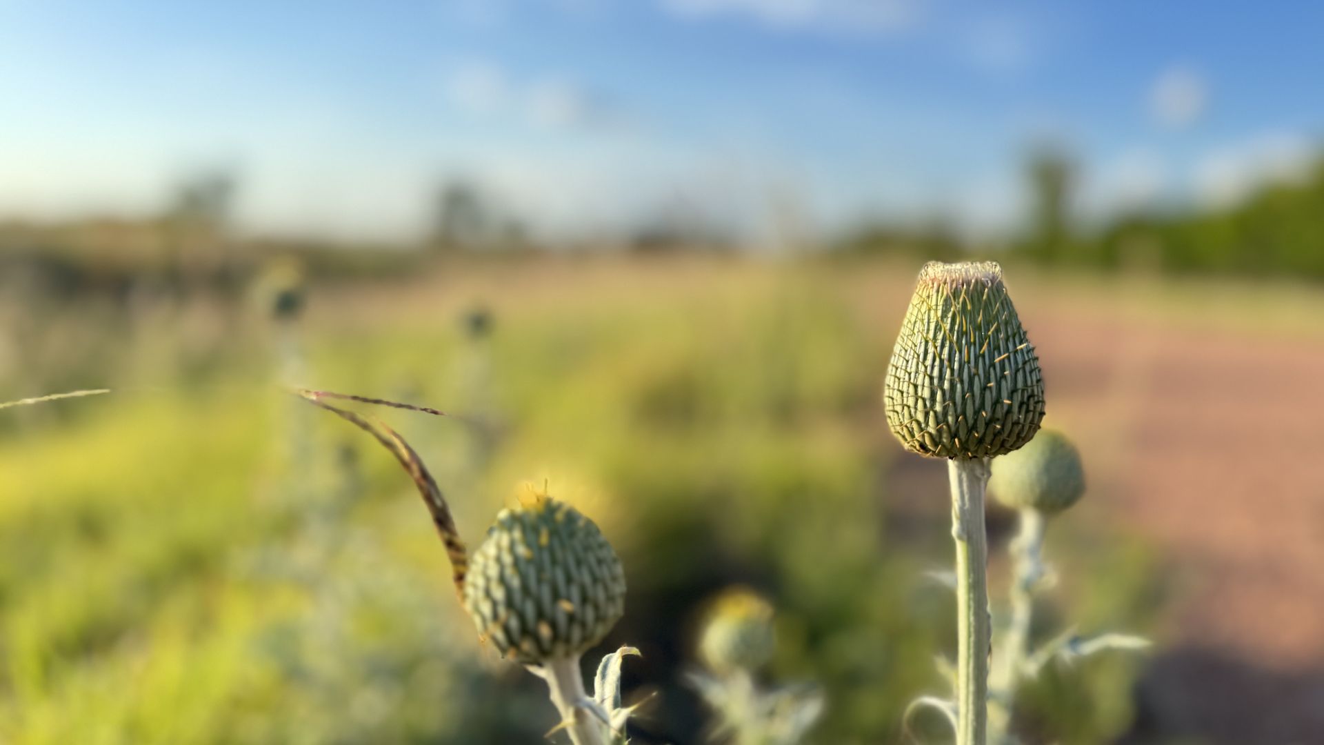 Close-up of a thistle-like flower bud in a sunlit field, with the background softly blurred.