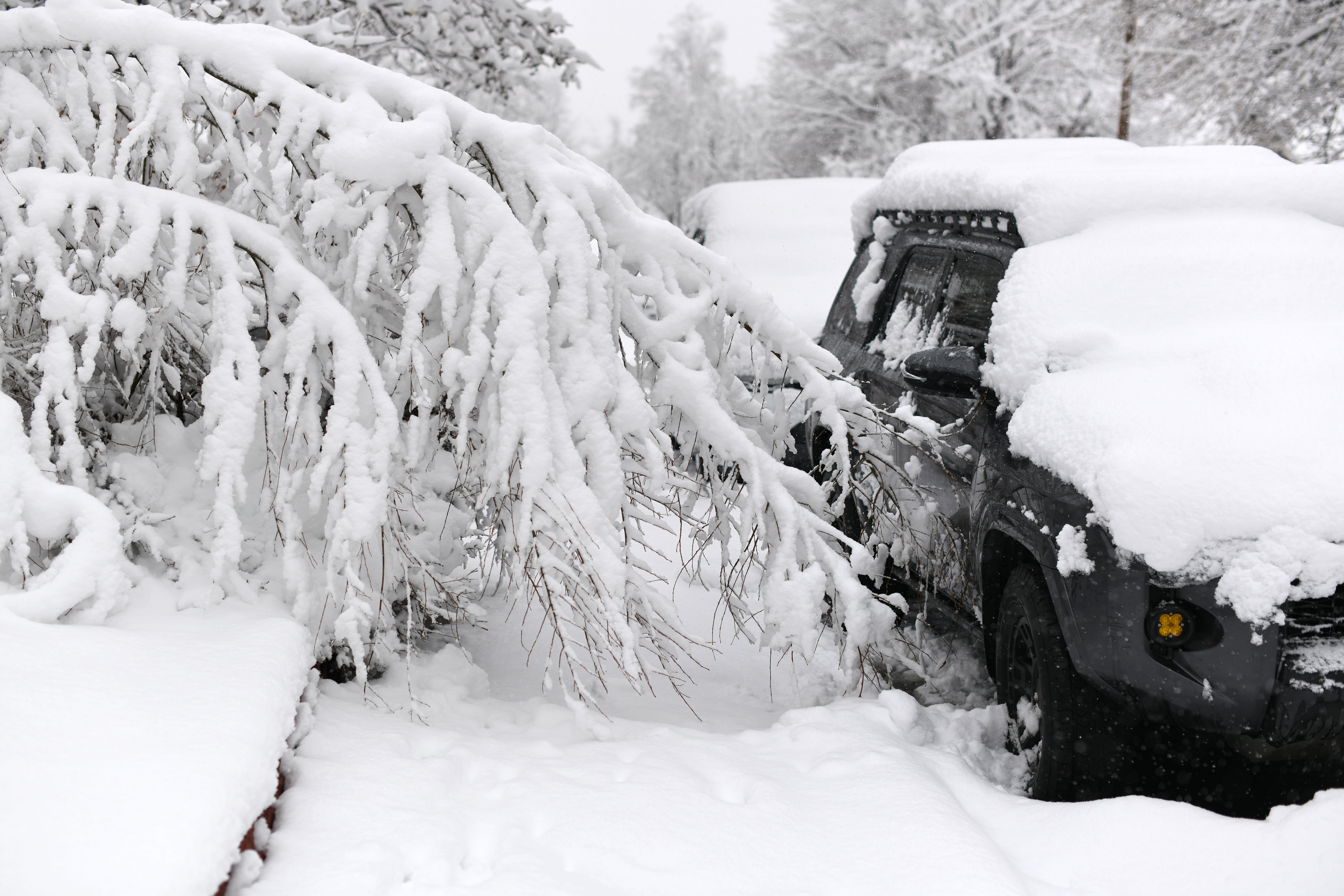 A snow-covered tree blocks the sidewalk of Franklin Street in downtown Denver. Photo: Hyoung Chang/The Denver Post