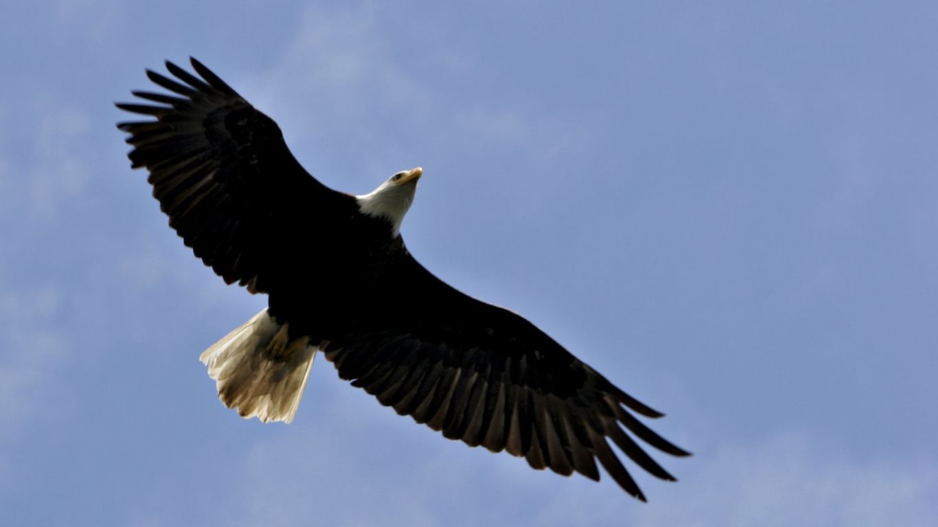 Eagle Watching Events Ignite Interest Across Illinois, Utah