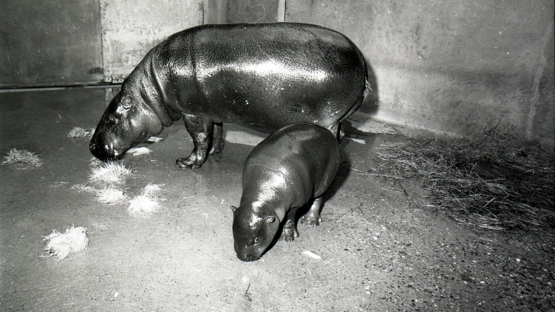 A pygmy hippo with calf "Omega" at the National Zoo in 1973. Photo: courtesy Smithsonian Archives