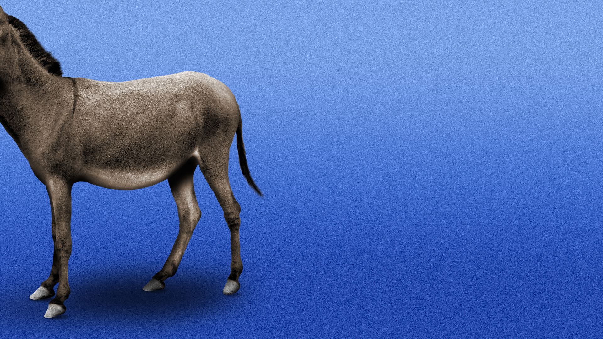 Illustration of a donkey with it's head off-screen 