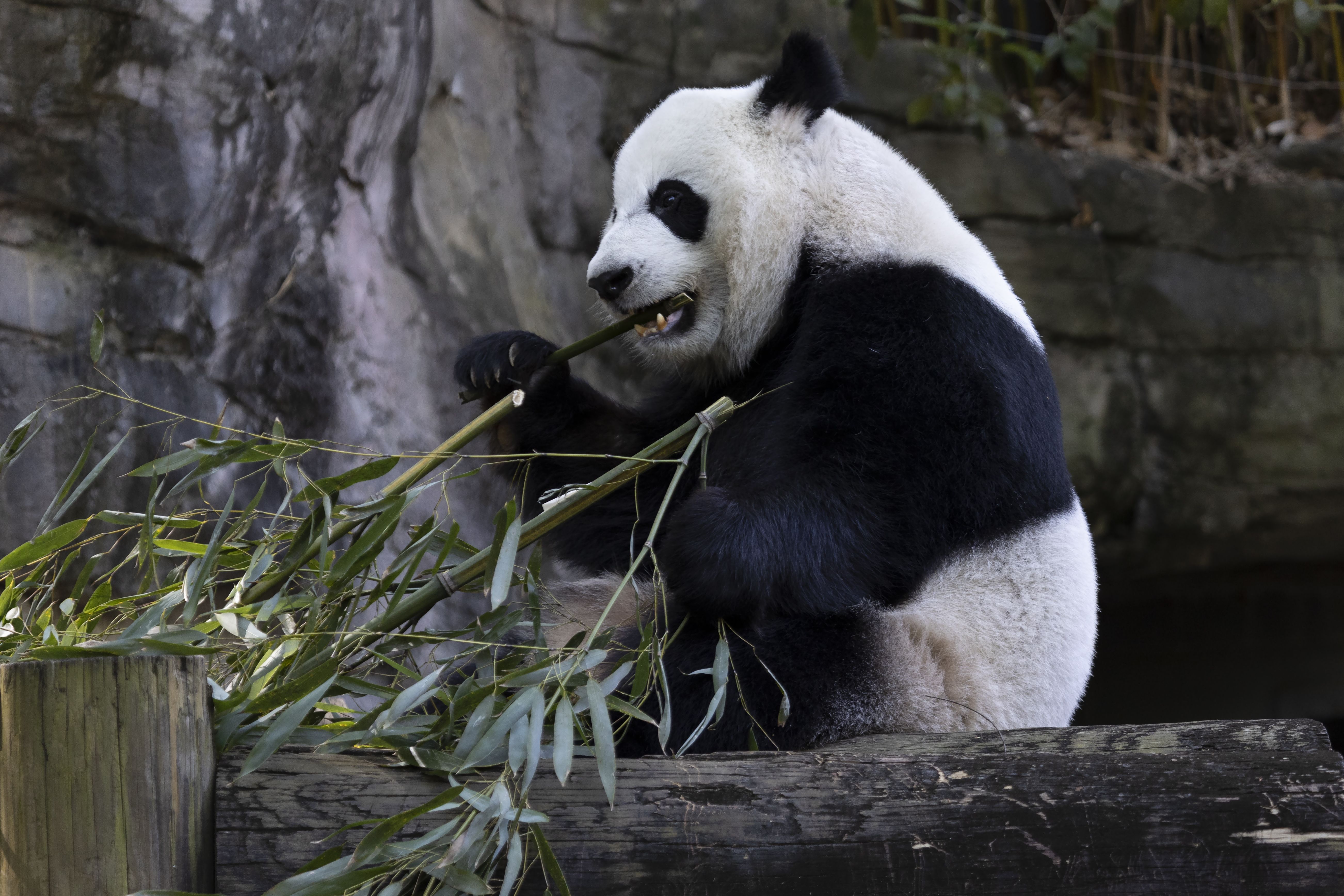 A panda bear eats bamboo in a zoo habitat 