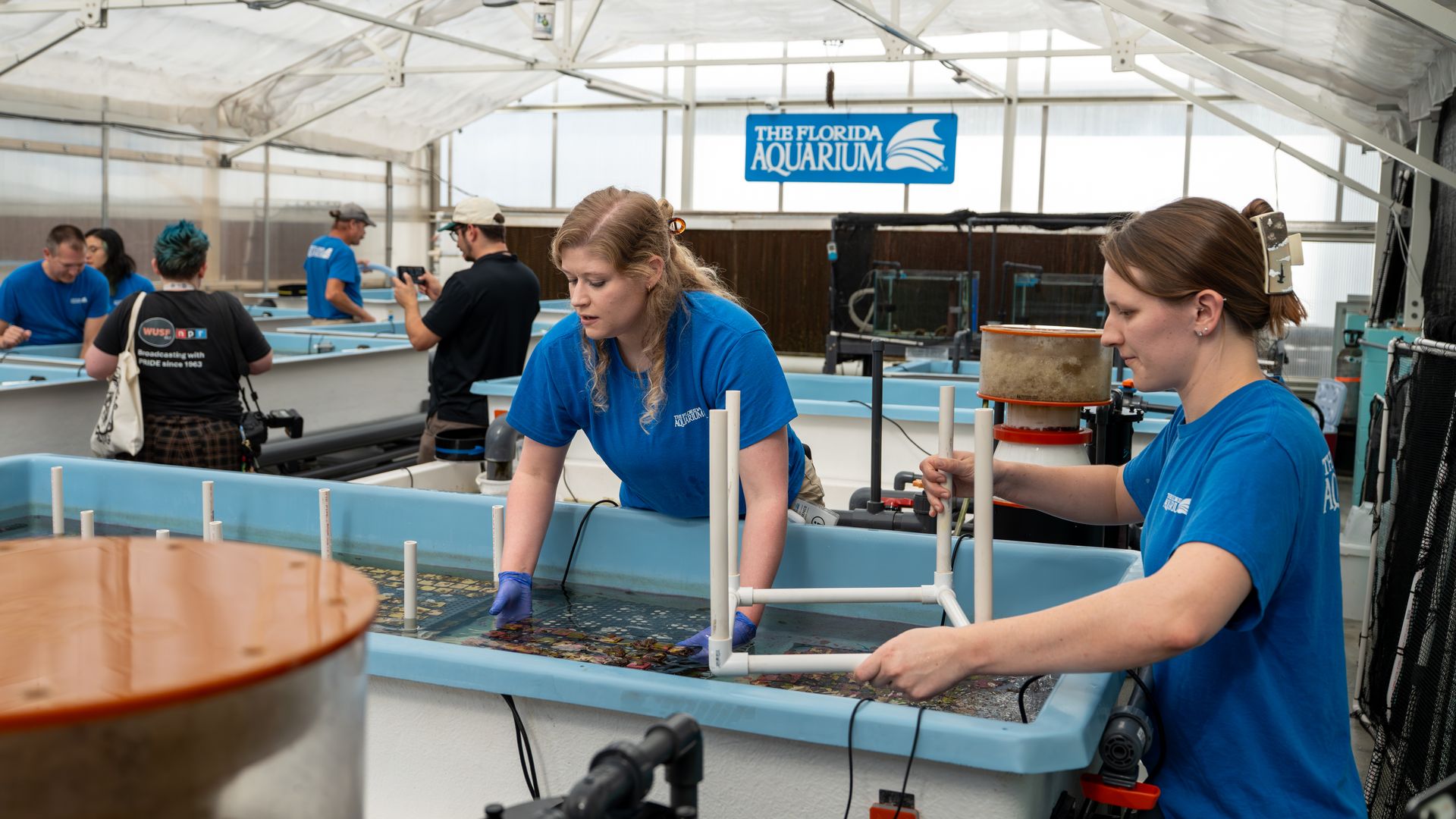 Two women in blue "The Florida Aquarium" shirts working with aquatic tanks inside a greenhouse. One handles a PVC structure, the other inspects tank contents. Other people work in background.