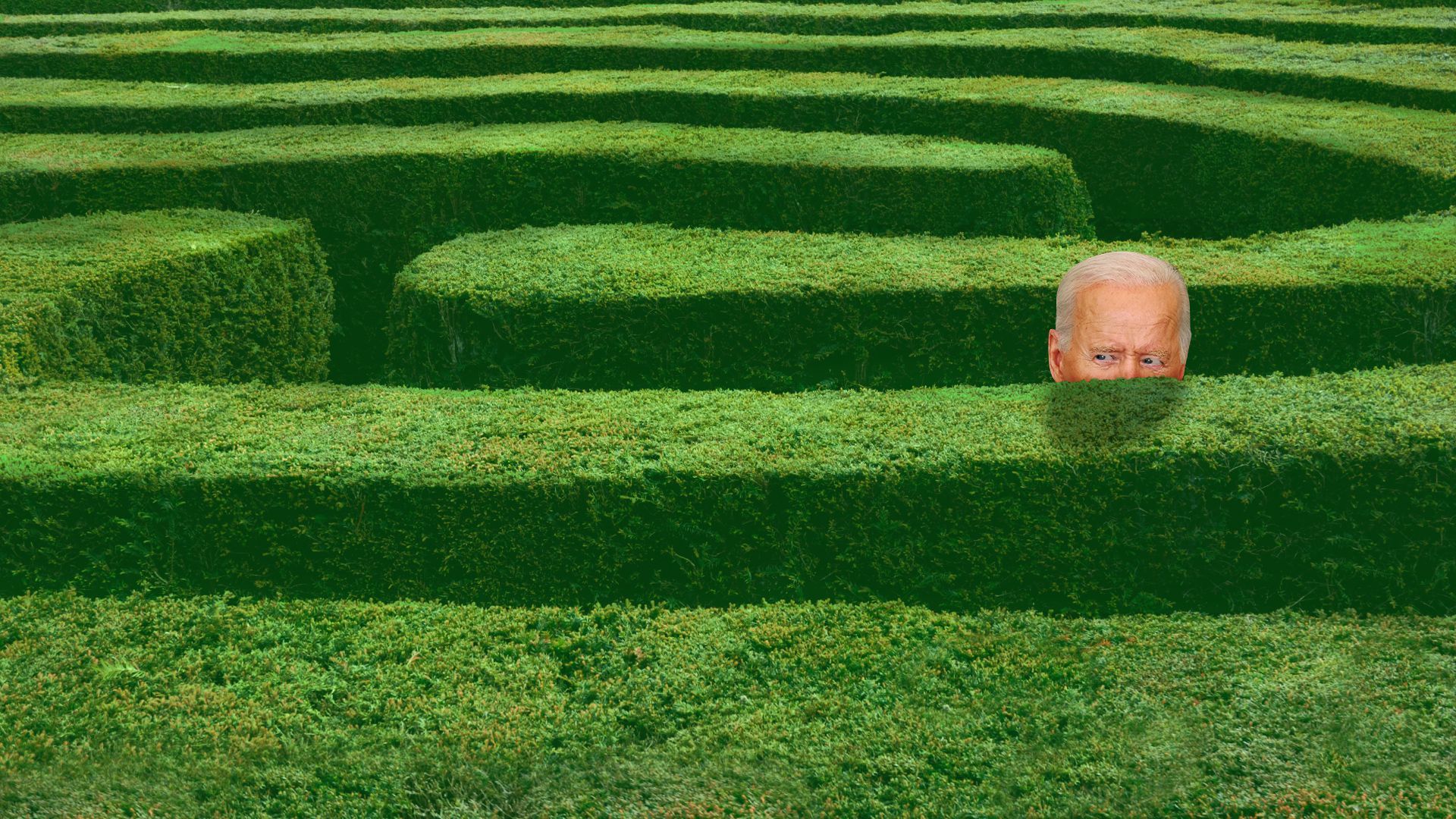 Photo illustration of President Biden peering over a hedge maze. 