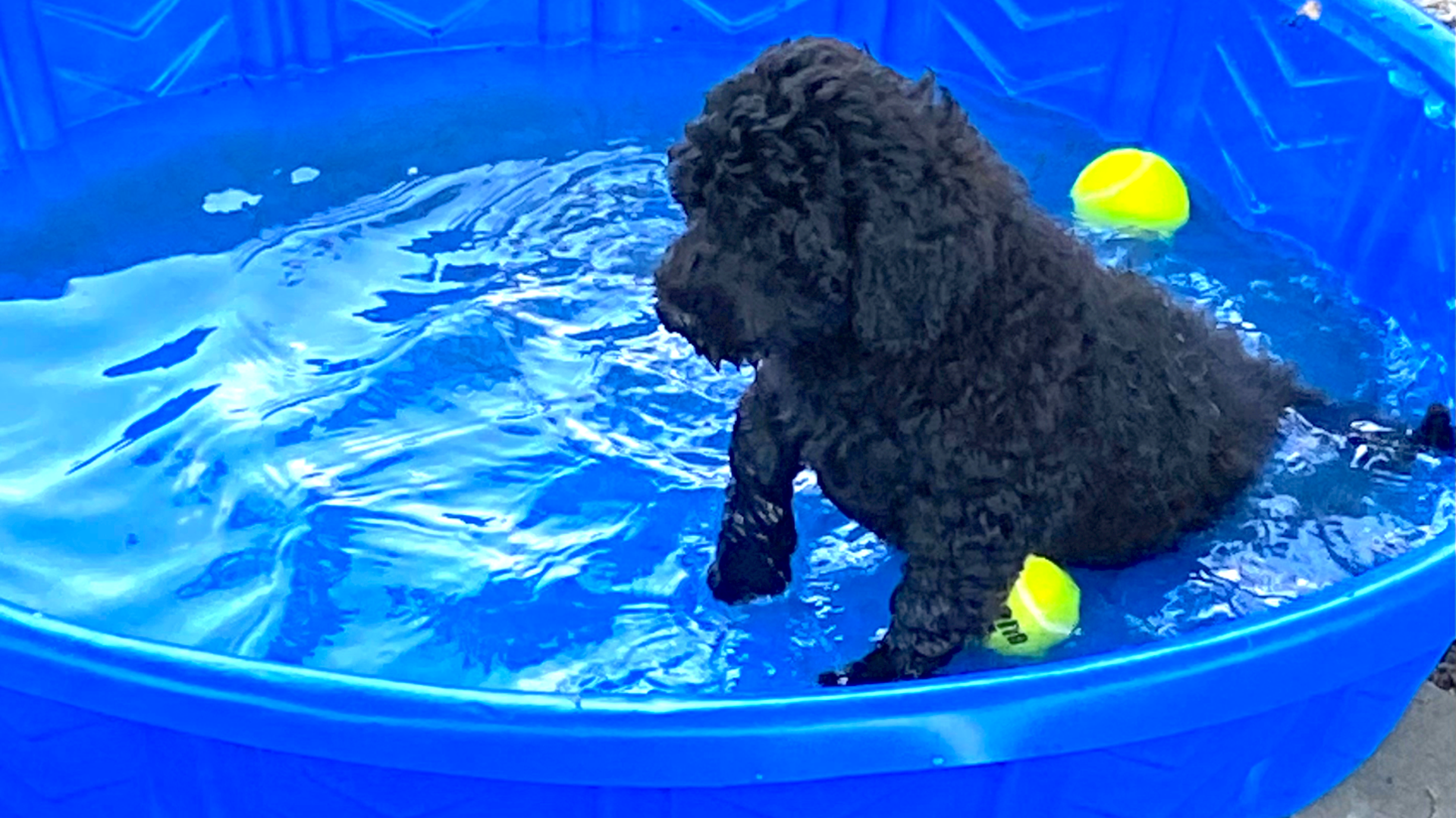 A portuguese water dog in a child-size pool.