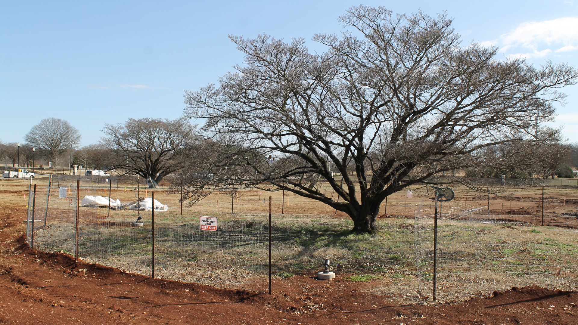 Large leafless tree inside a fenced-off tree protection zone on brown soil, with a clear blue sky and other leafless trees in the background.