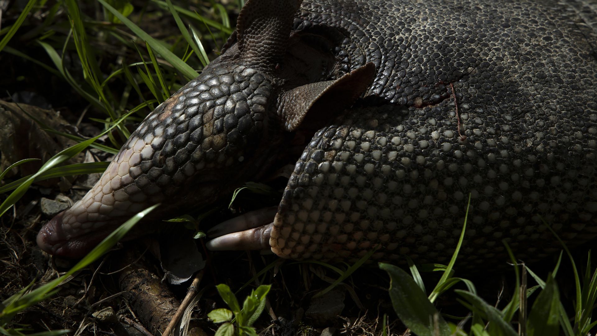 Nine-banded armadillo