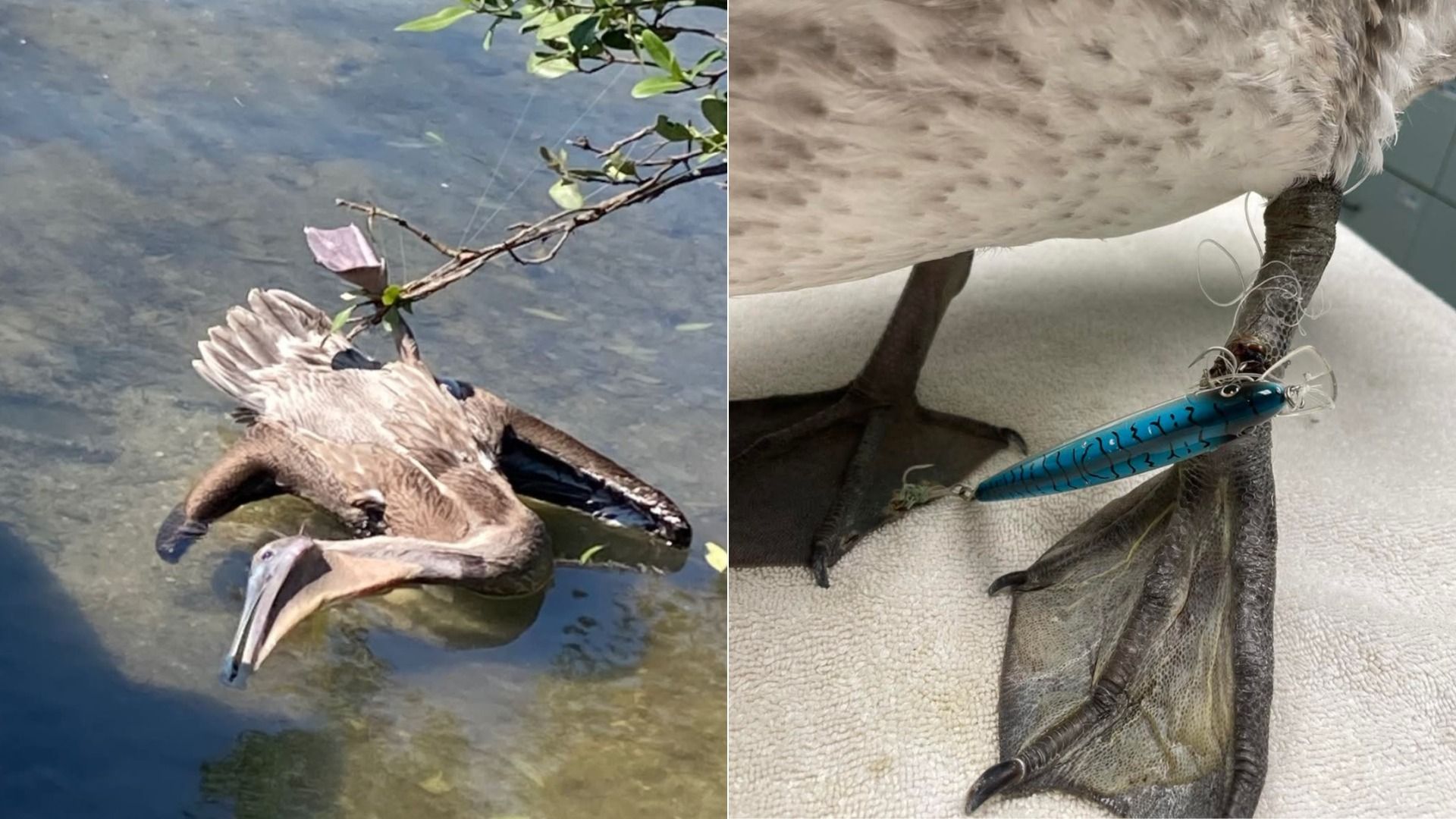 Split image: left side shows a deceased brown pelican caught in fishing line in water; right side shows close-up of pelican's leg with blue fishing lure hooked and tangled in its foot.