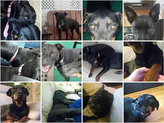 dog-collage