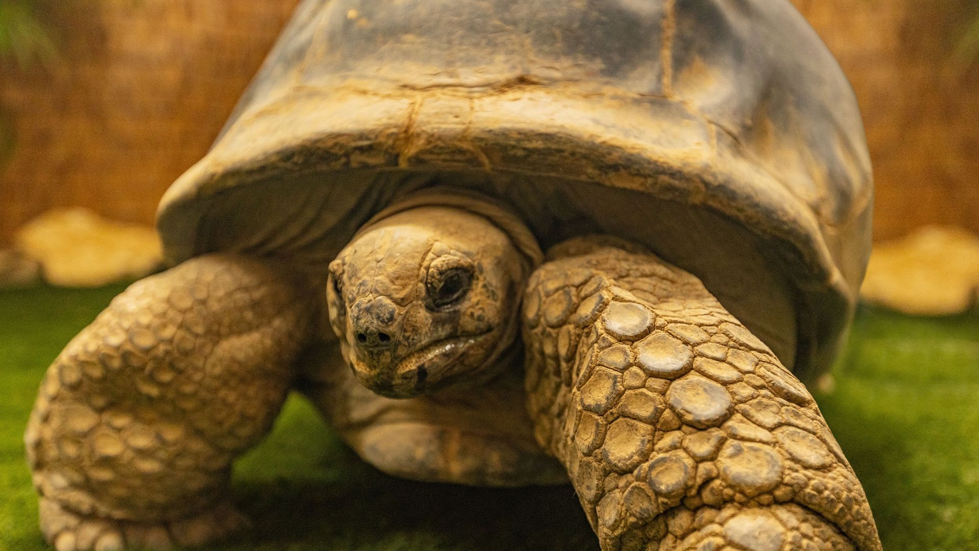 Little Dot at the zoo