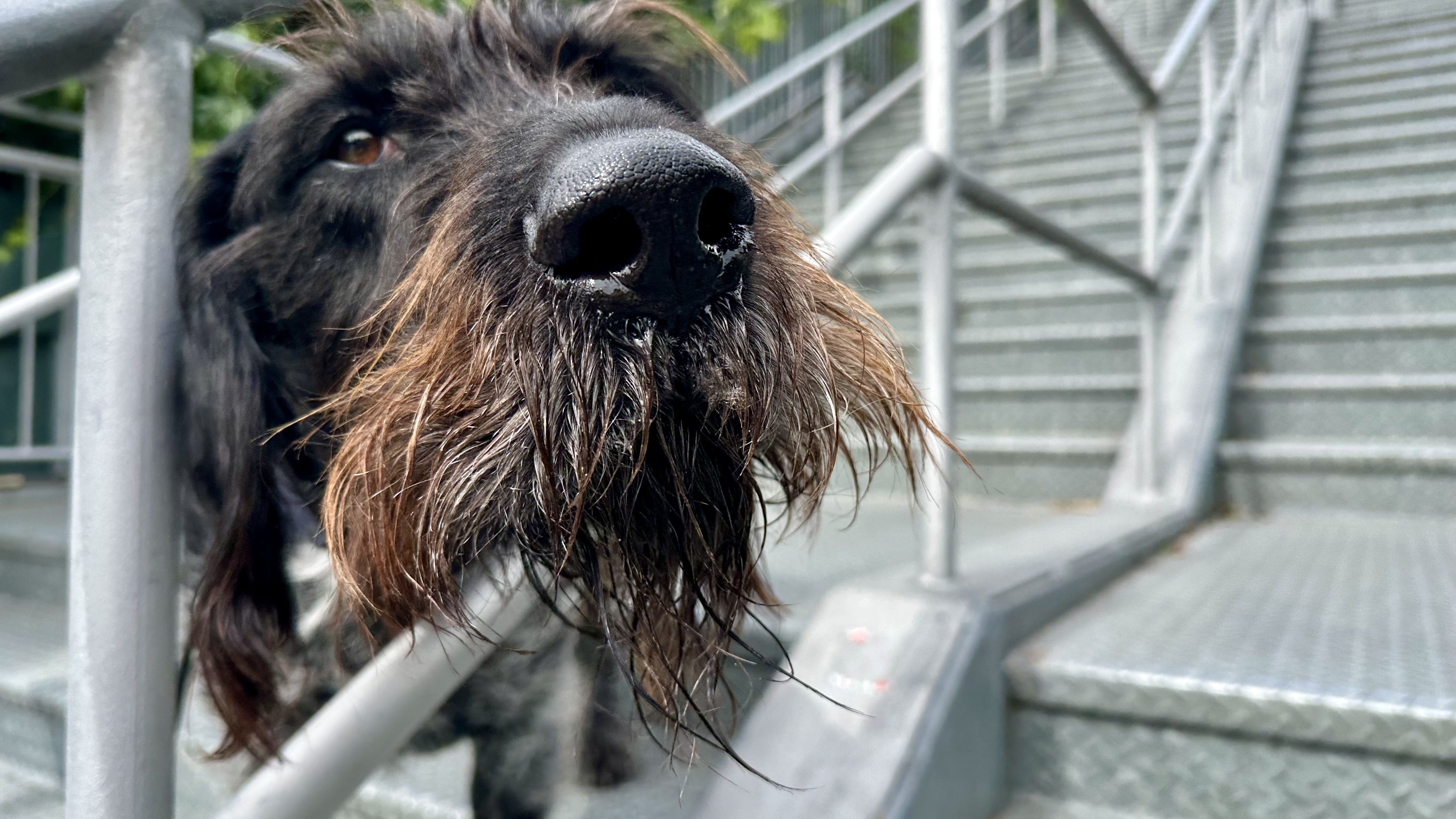 Close-up of a black, scruffy dog with a large wet nose and brown eye; metal stairs and railing blur in the background.