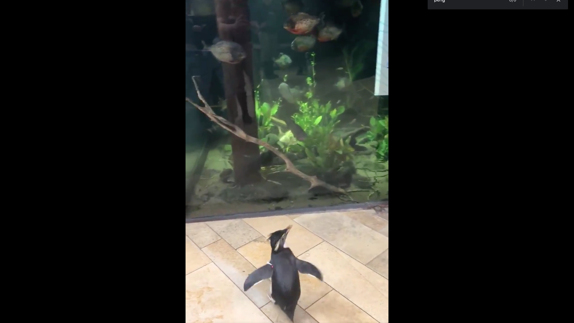 A penguin watching fish