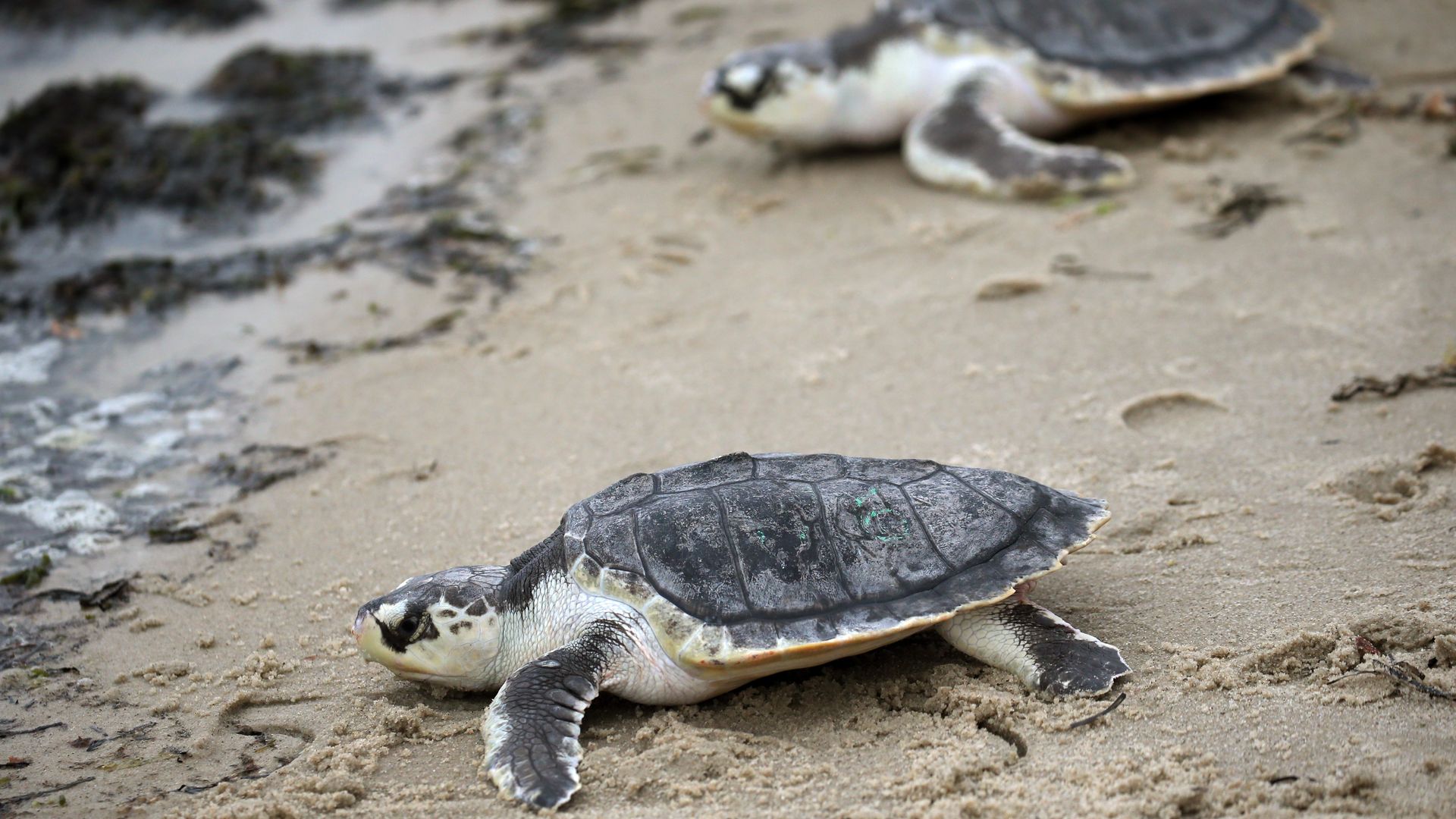 Photo of two sea turtles. 