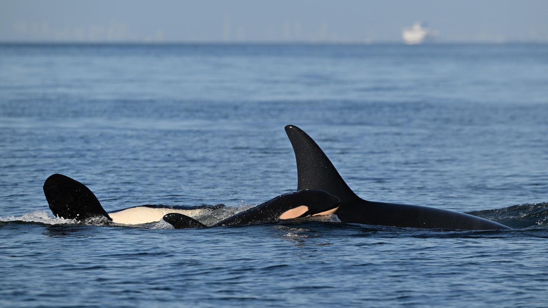 A newborn whale is seen swimming next to its pod mates in a sea of blue.