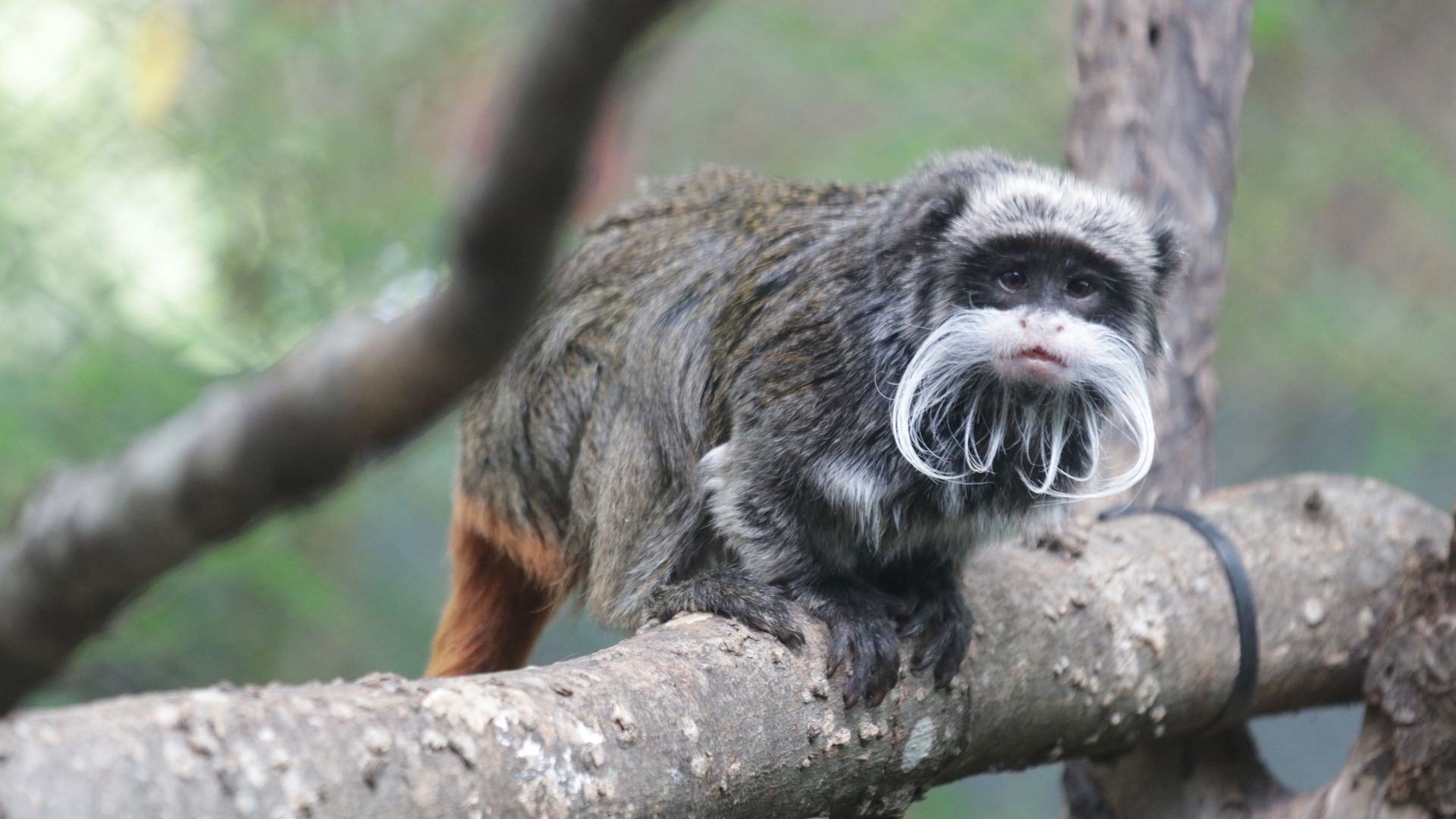An emperor tamarin monkey, looking adorable