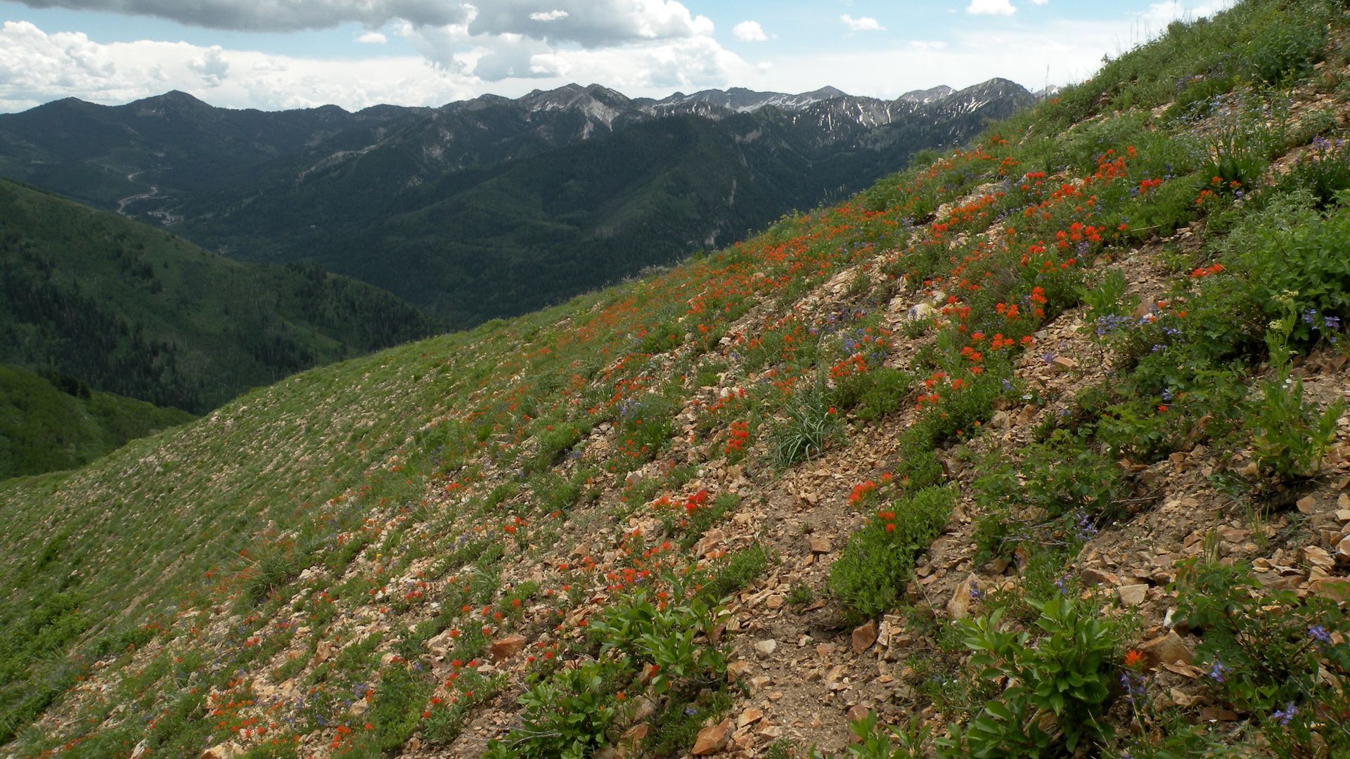 Flowers grow on a mountain slope. 