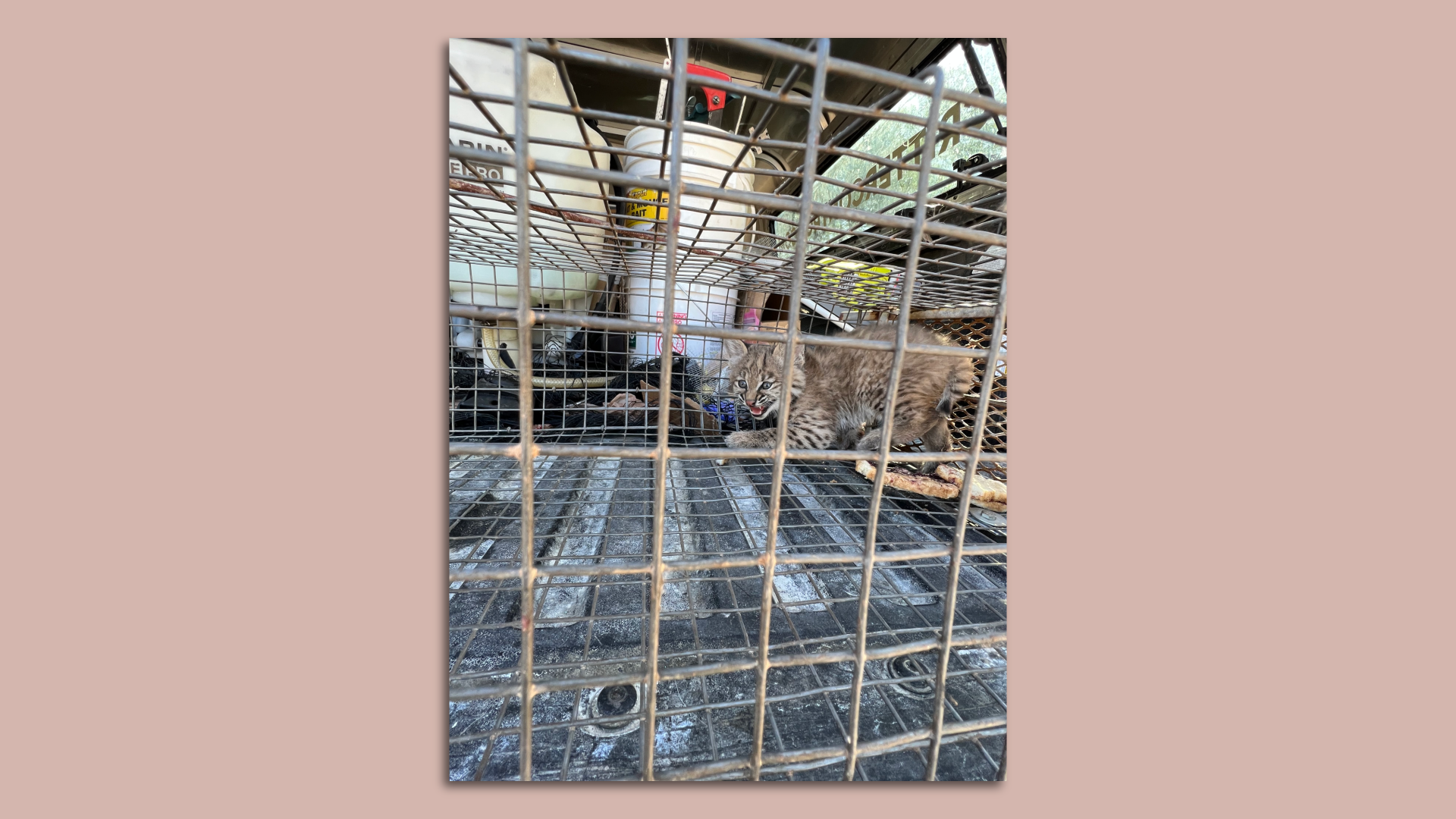 A bobcat kitten hissing in a cage.