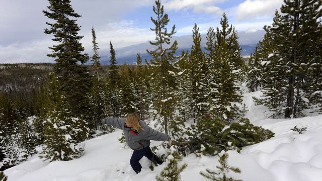 Christmas tree permits at Colorado national forests on sale - Axios Denver