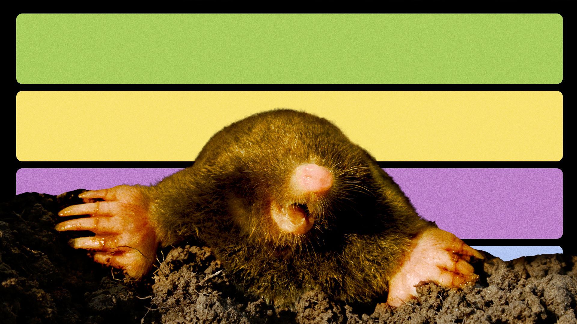 Illustration of a mole in front of green, yellow, blue and purple bars.