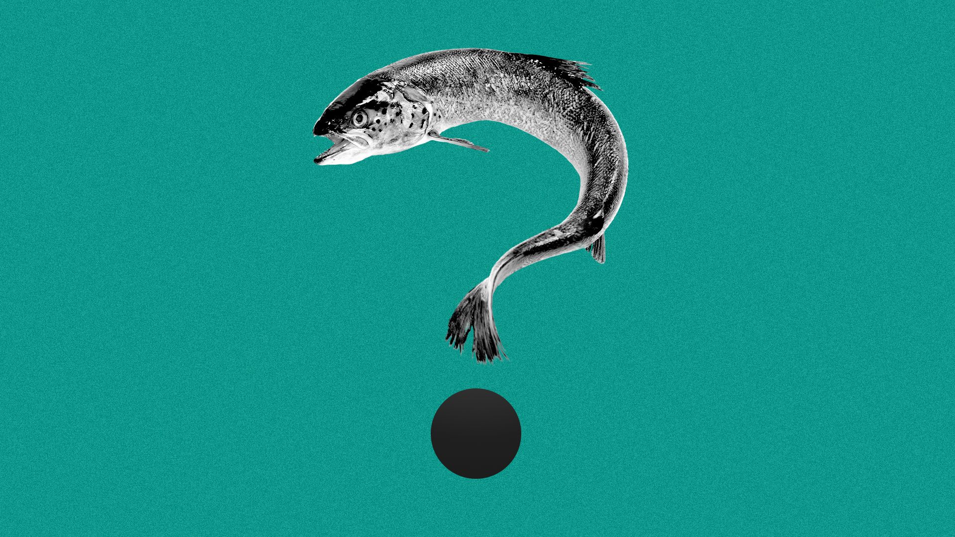 Illustration of a coho salmon in the shape of a question mark.