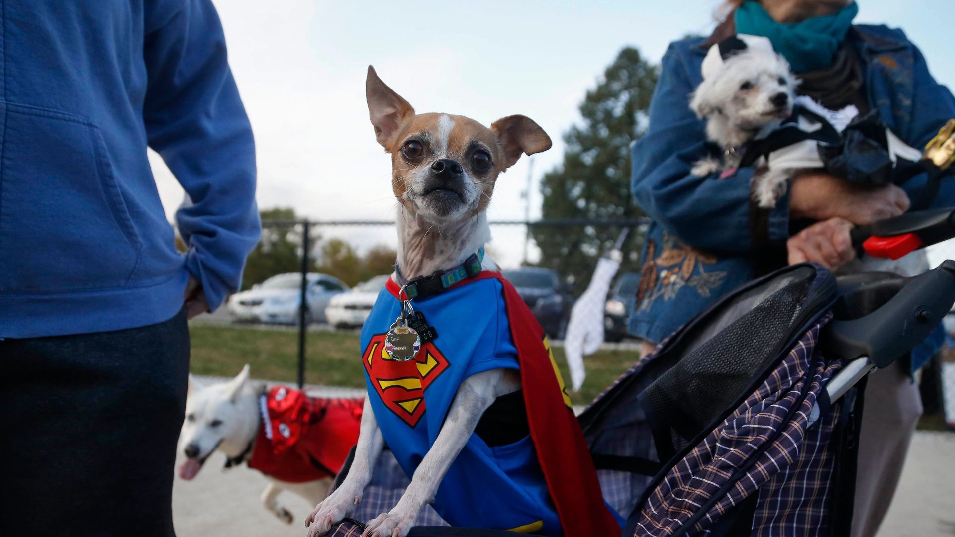 A photo of dogs at a Des Moines dog park.