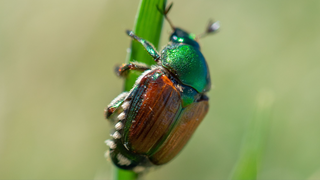 Watch out for this invasive Japanese beetle, Washington state officials ...