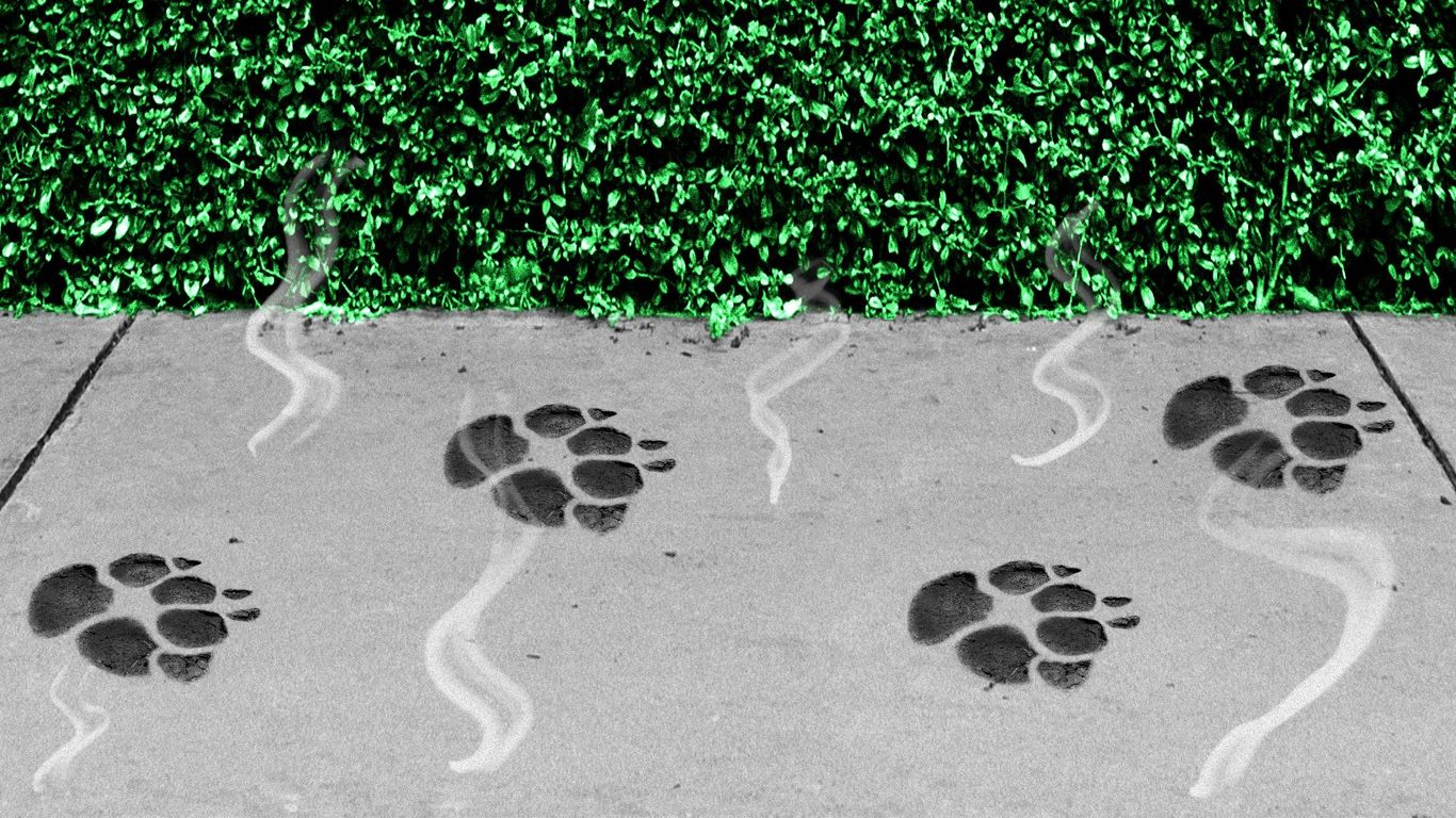 Hot pavement can burn dog paws during walks Axios Atlanta
