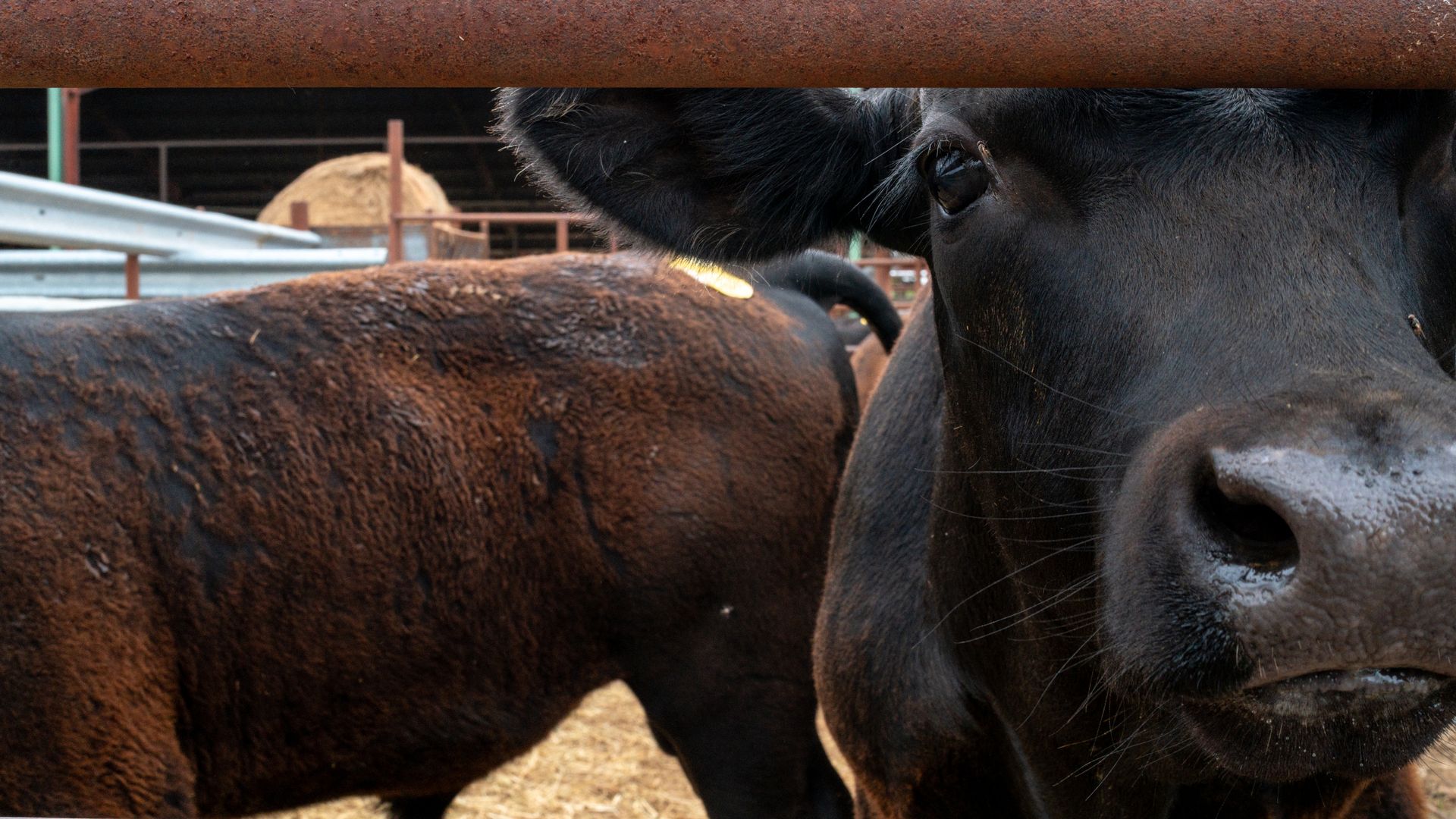 A close up of cattle waiting in a stable in Texas.