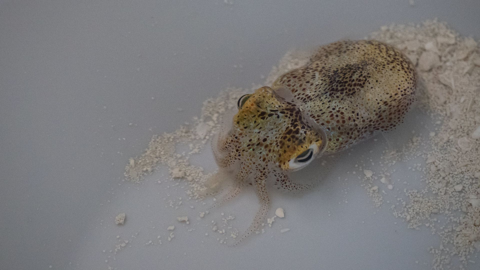 Photo of a squid with big eyes
