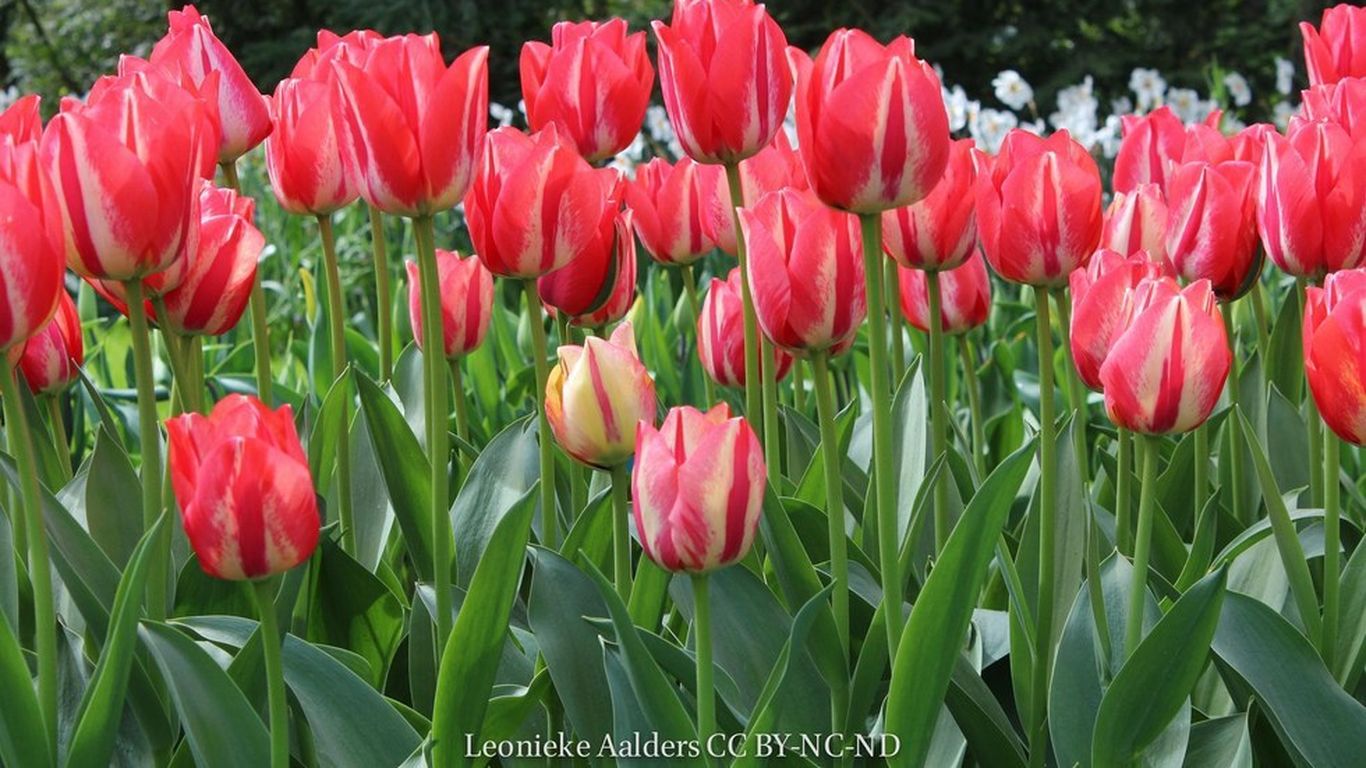 Beautiful broken tulips could cause the flower's extinction