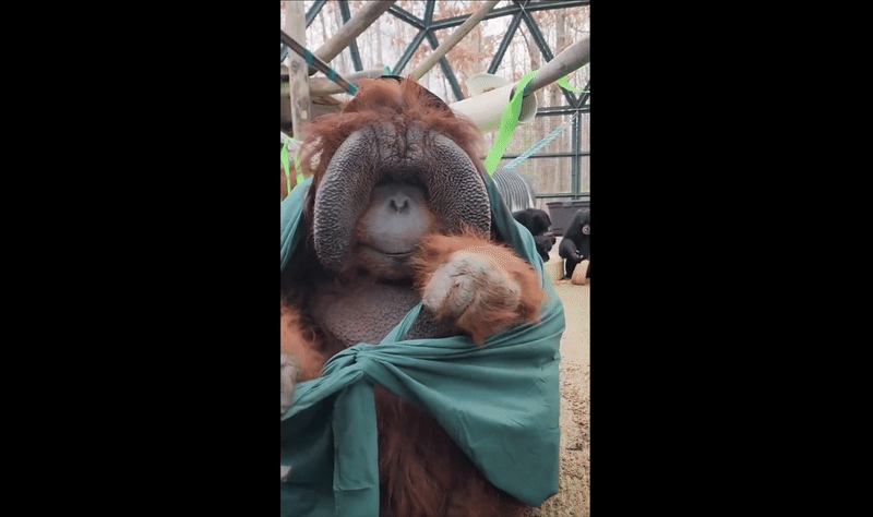 a gif of an orangutan tying a knot