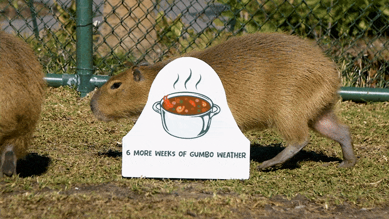 A capybara walks past a sign that says "6 more weeks of gumbo weather" to one that says "the beginning of snowball season," joining two other capybara.
