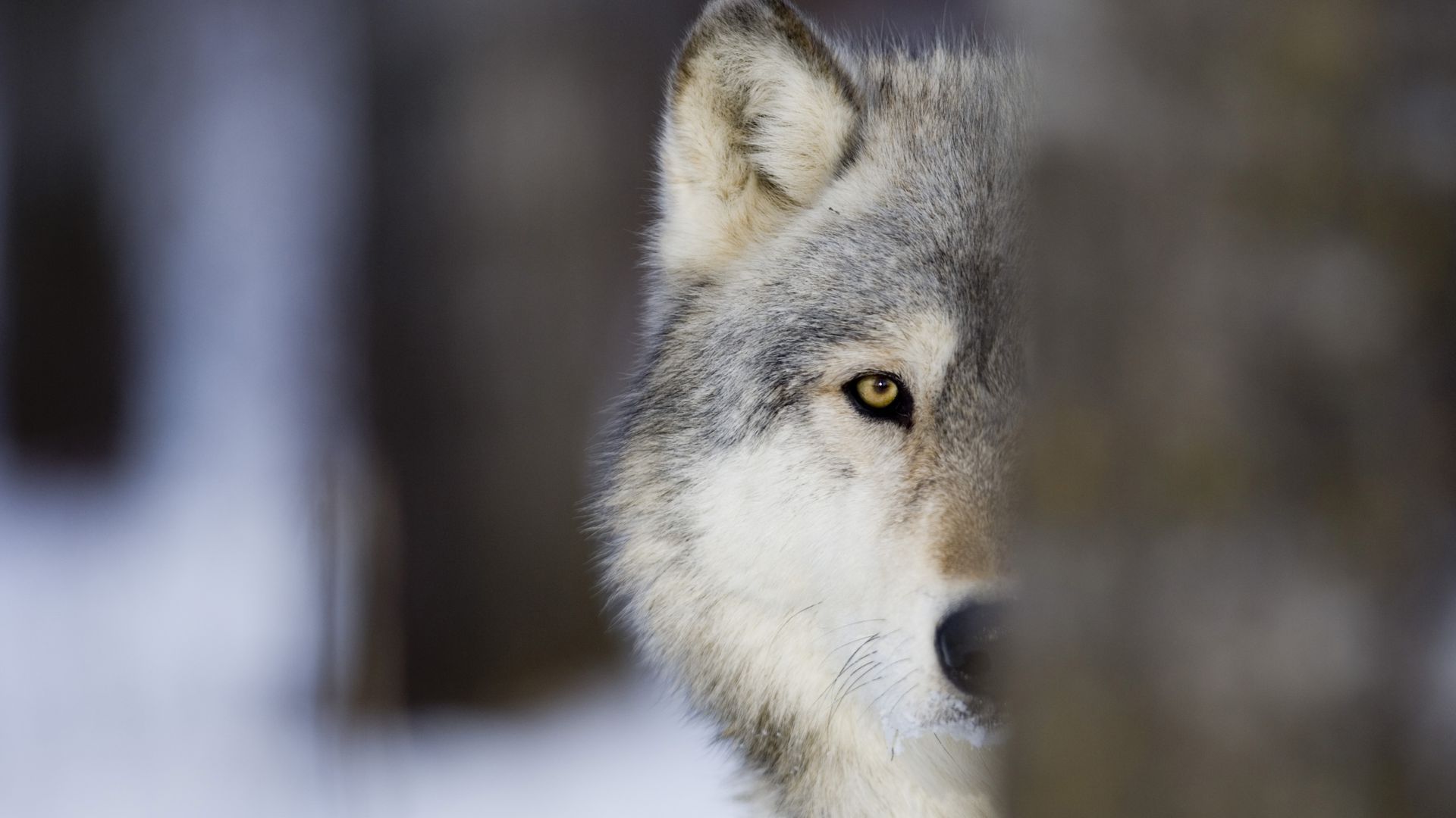 A gray wolf