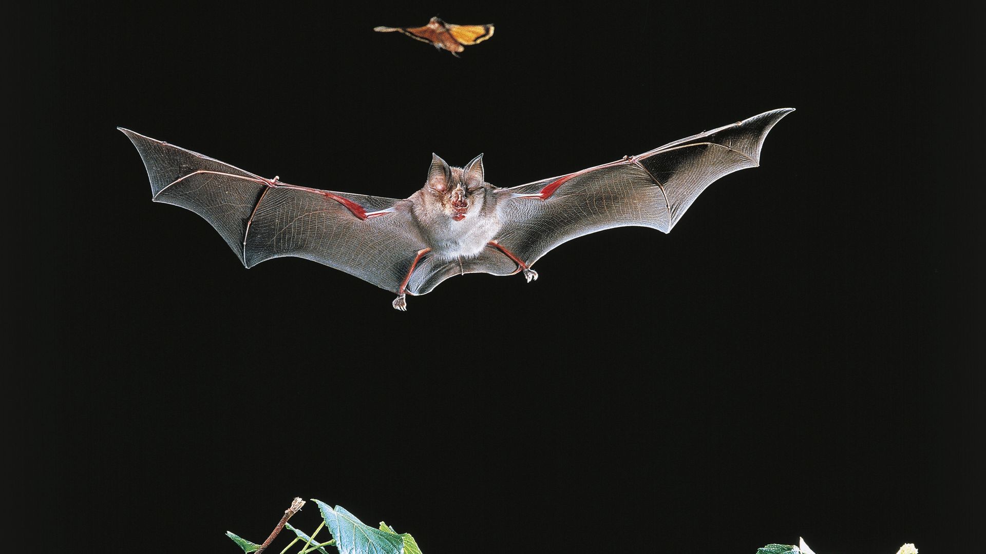A photo of a bat