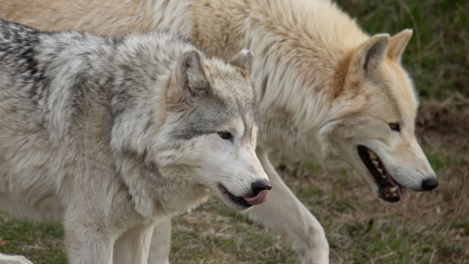 Two wolves walking side by side on grass; one gray with white and black fur licking lips, the other cream-colored with mouth slightly open.