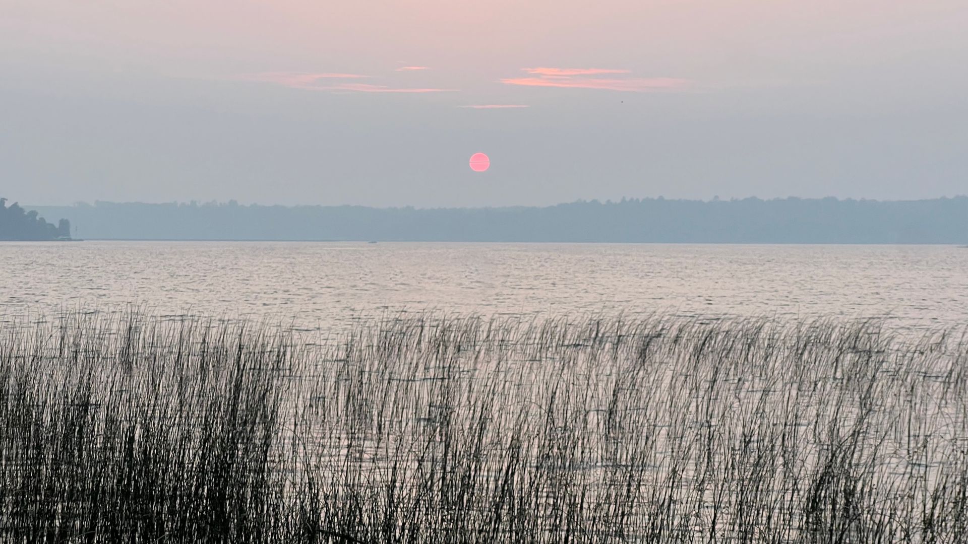 Calm lake at sunset with pink sun low on horizon, pale pink sky, dark distant tree line, and tall reeds in foreground.