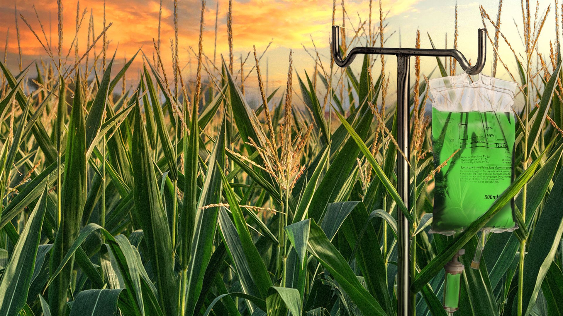 Illustration of an IV bag of green solution on an IV stand in a cornfield.