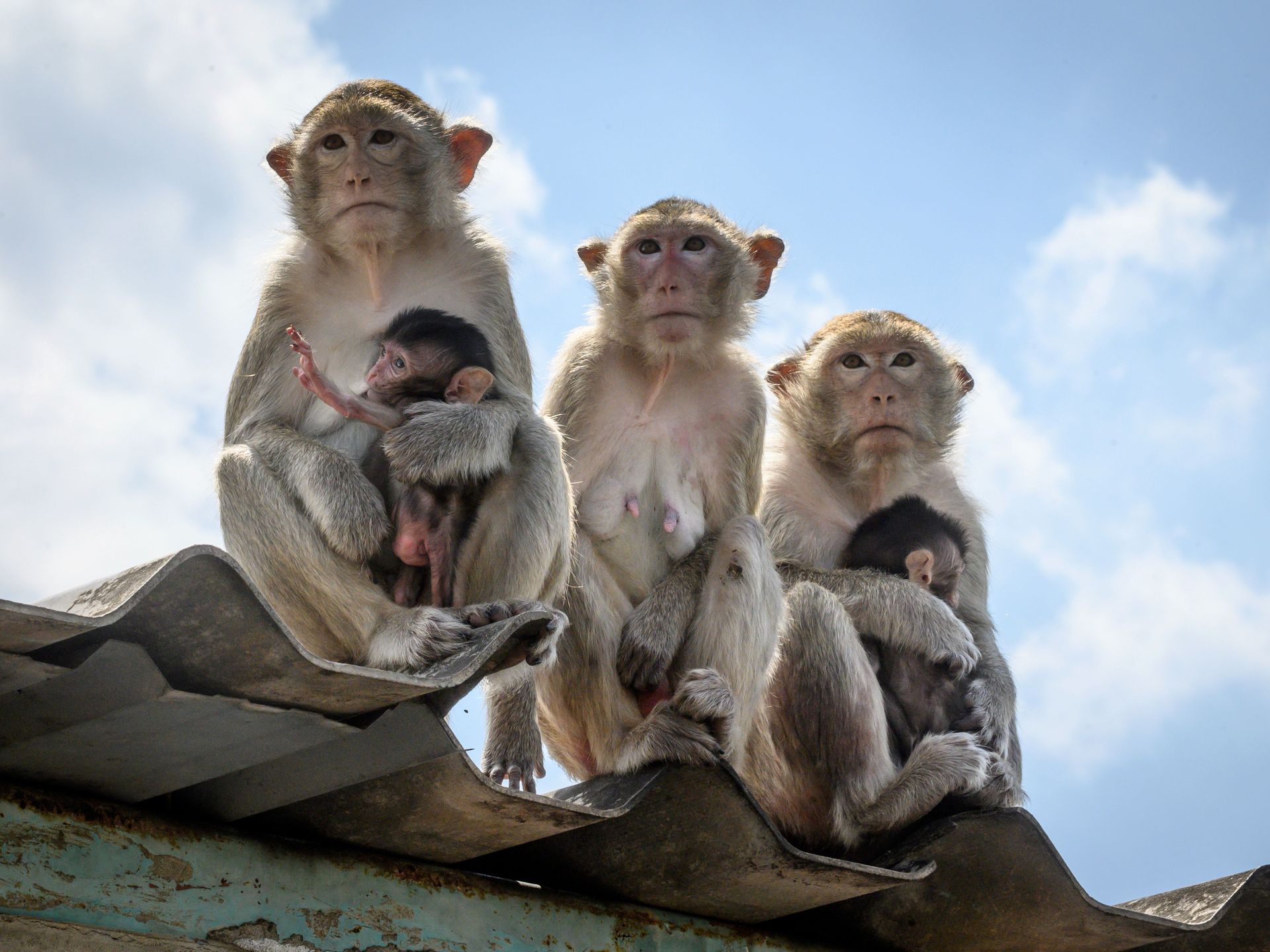 Cambodia's indicted monkey trade taints global wildlife market