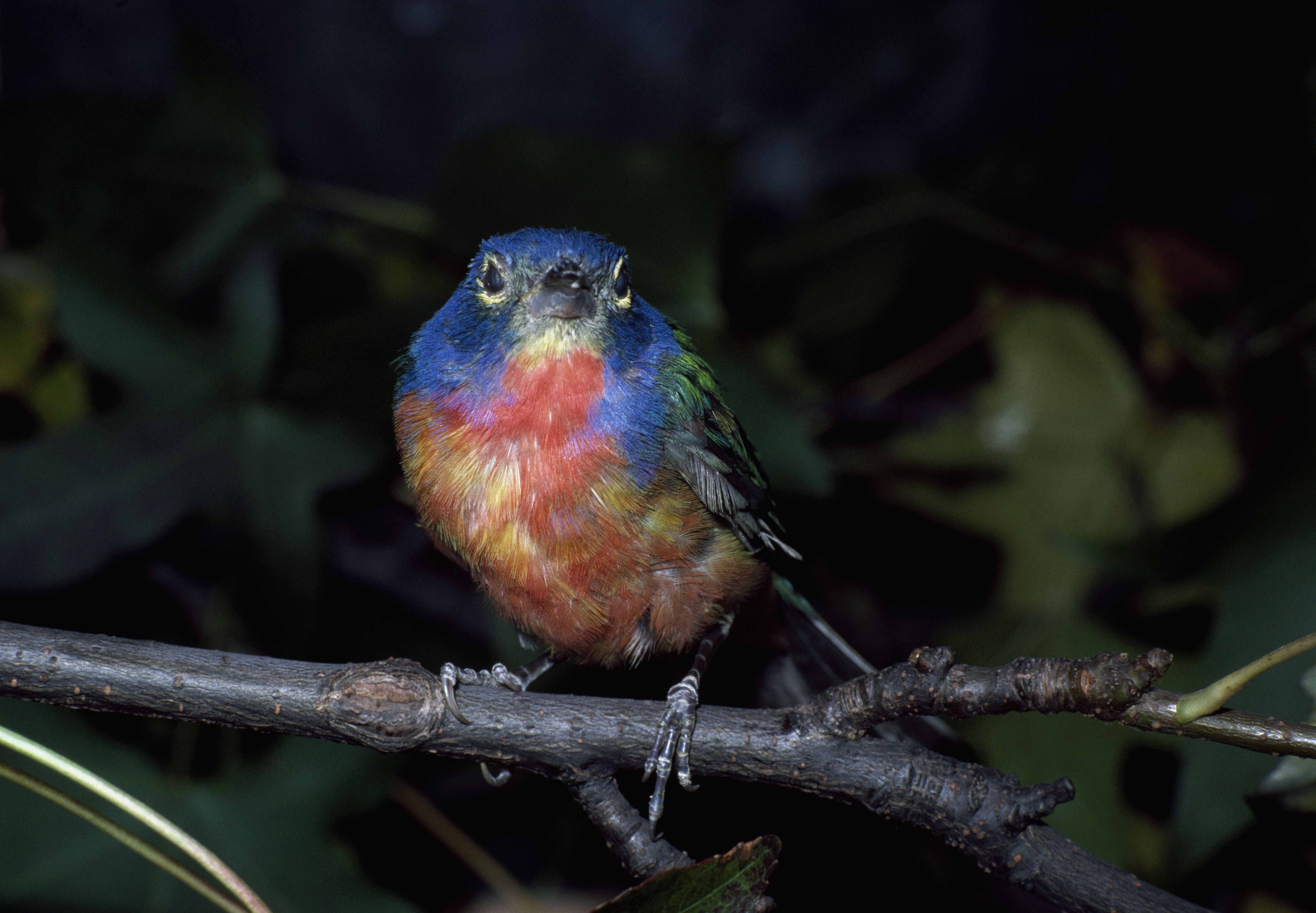 Photo of a rainbow bird. 